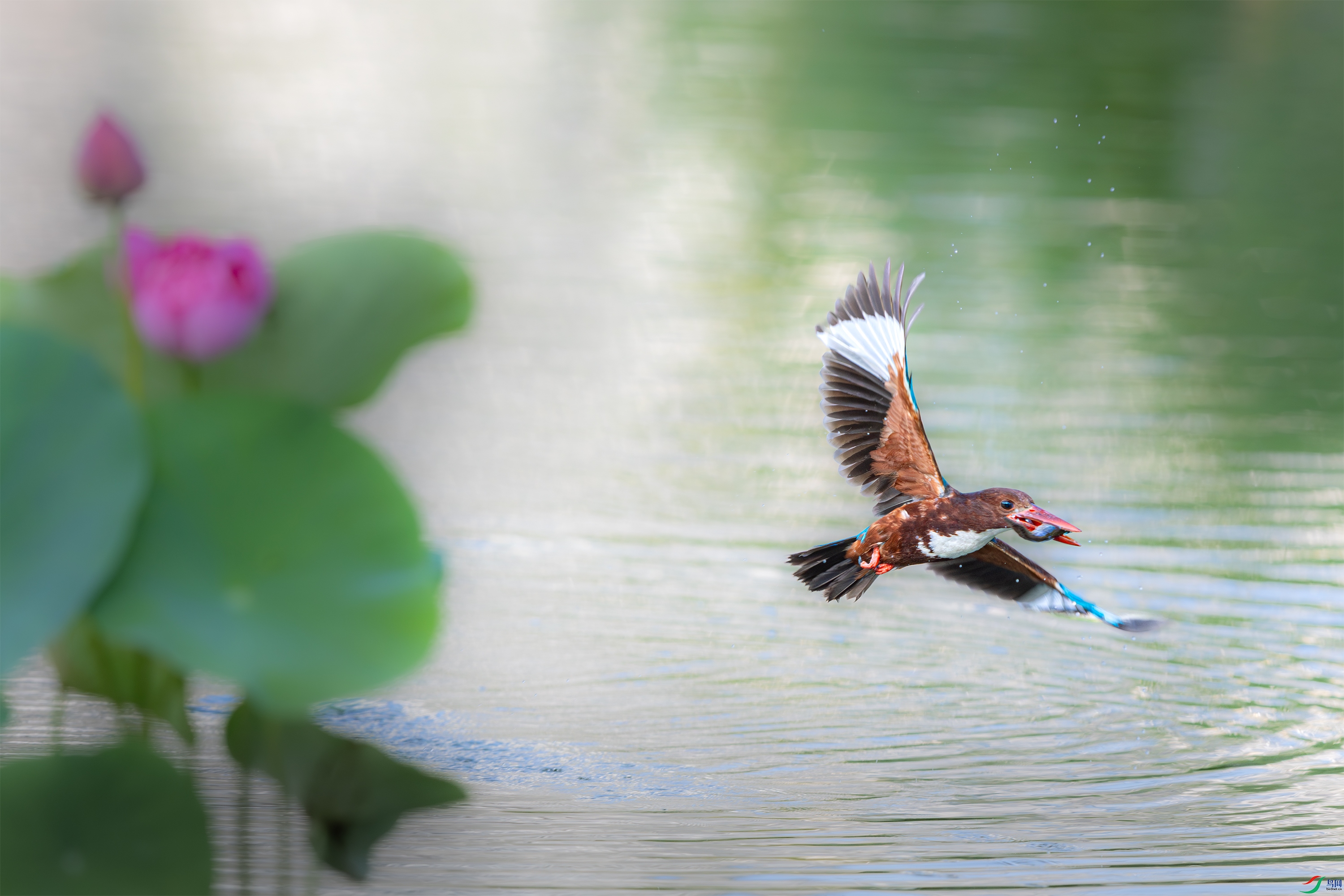 063A1072 ����.jpg