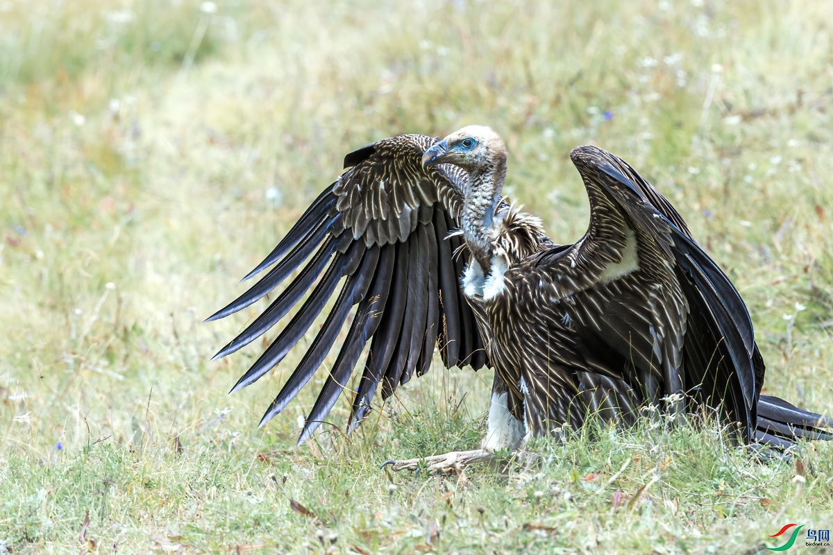 BJ1R8559-1.jpg