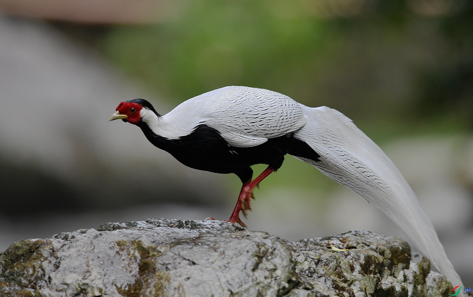 DSC_6061.jpg