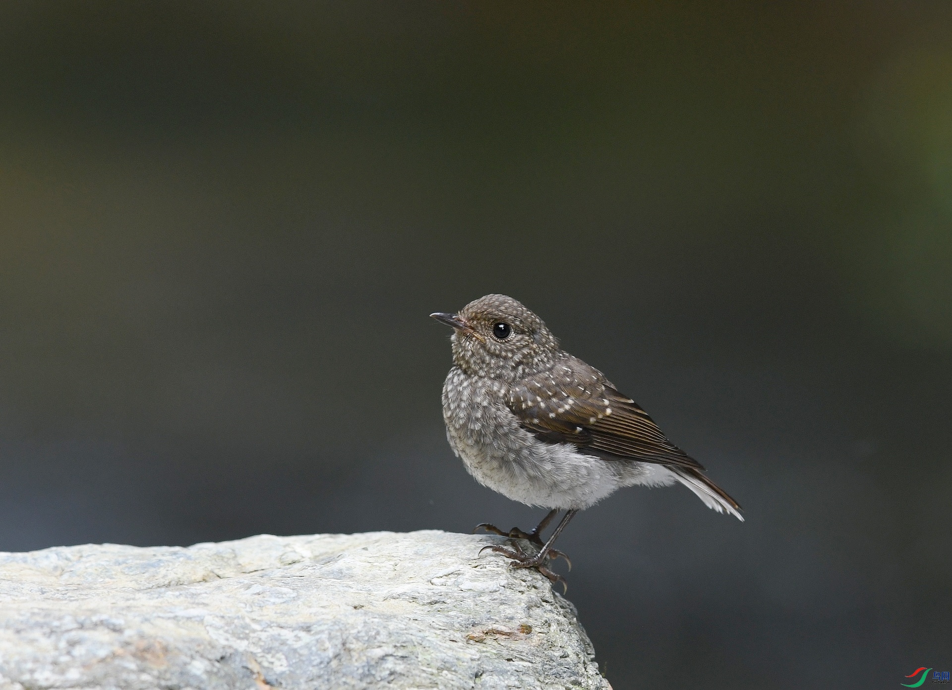 DSC_8485.jpg