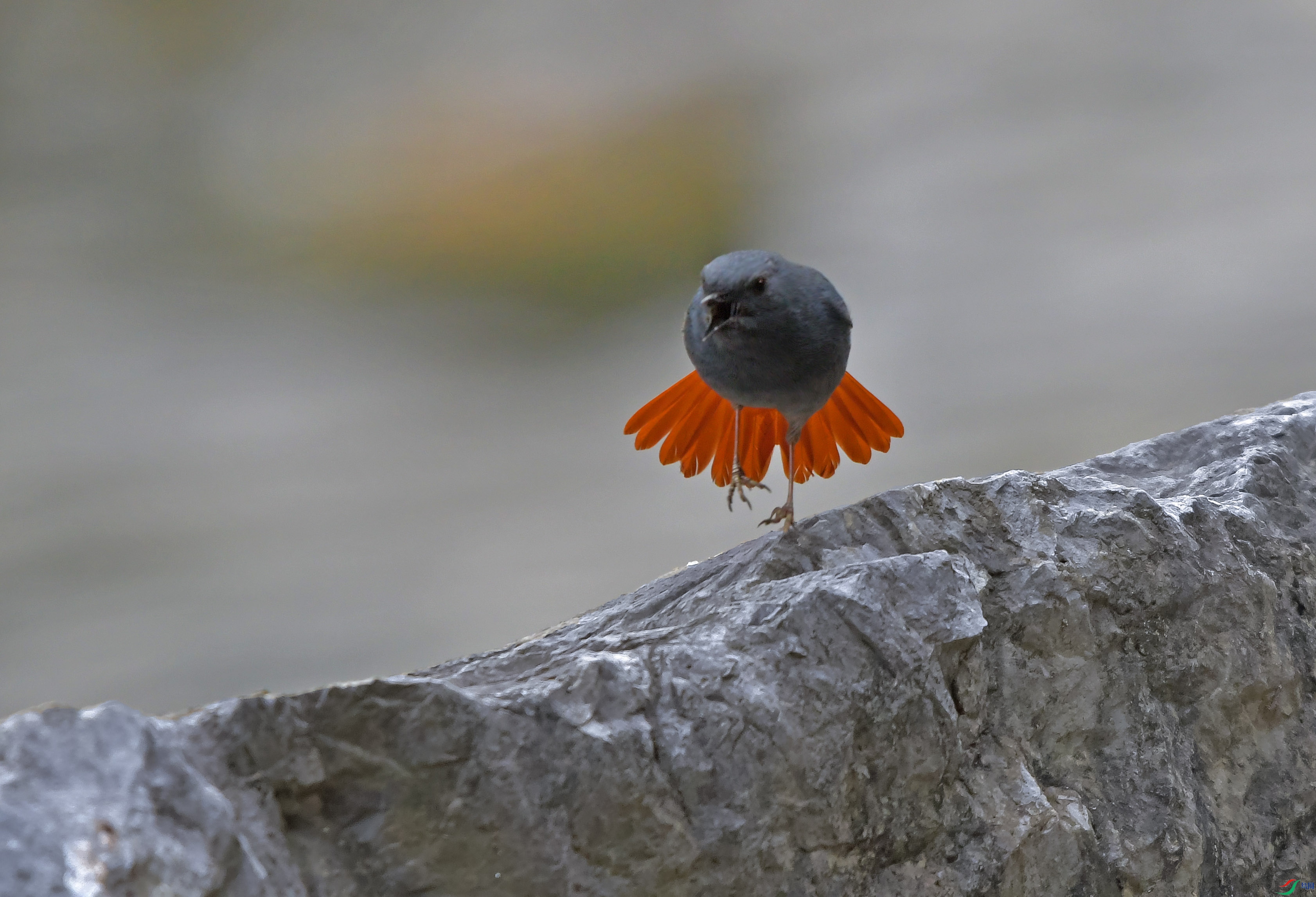 DSC_0460.JPG