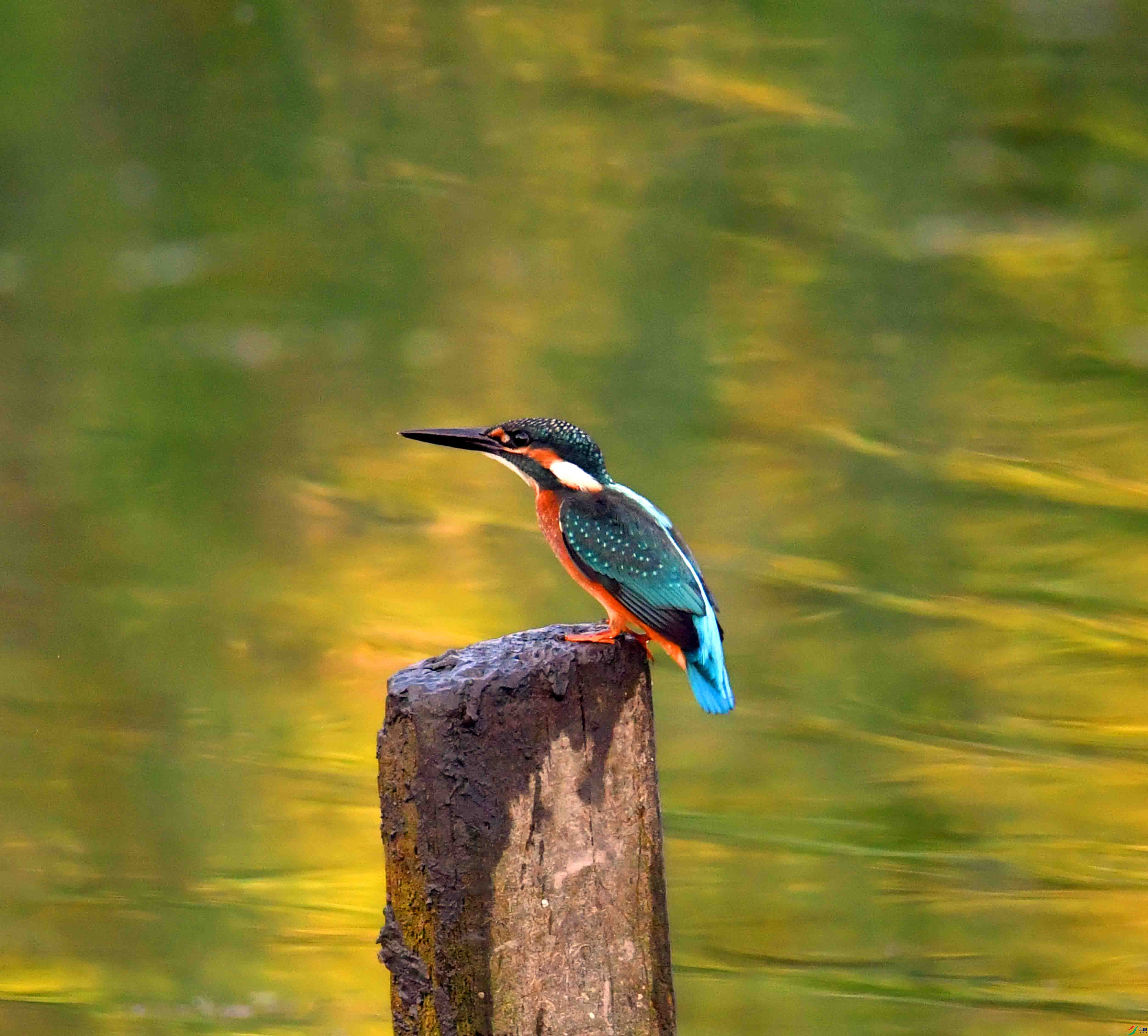 DSC_0084.JPG