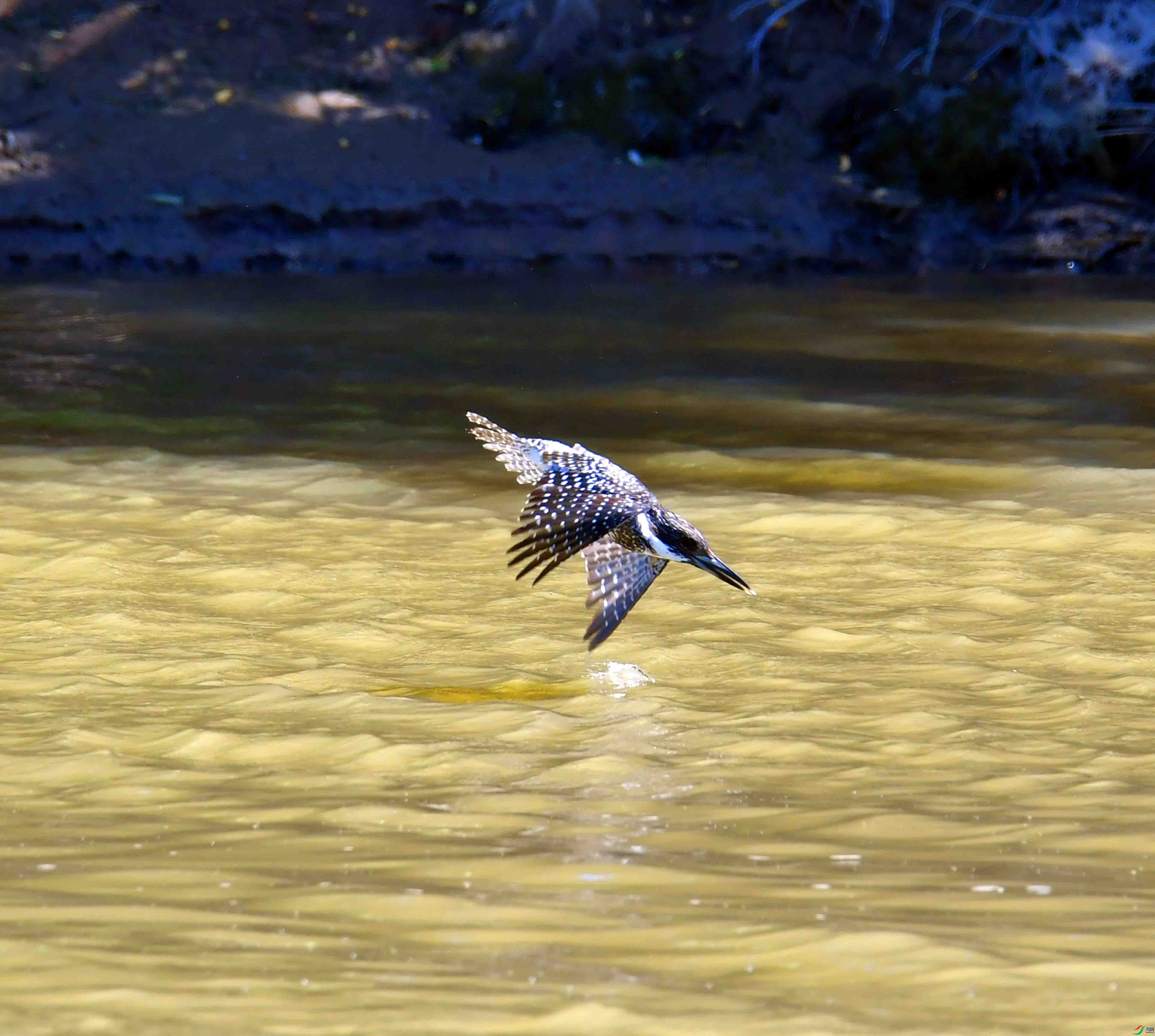 DSC_0810.JPG