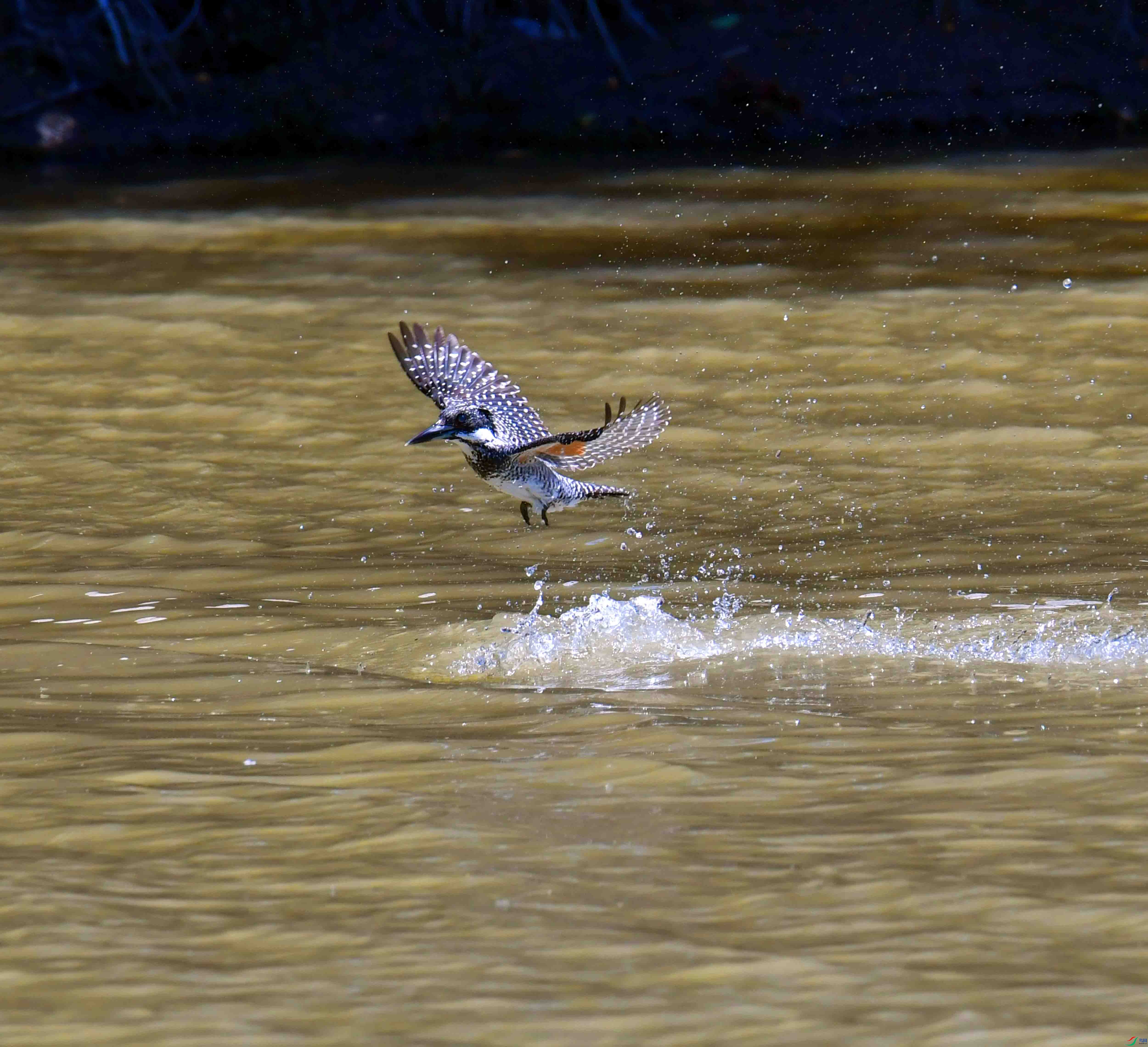 DSC_0851.JPG