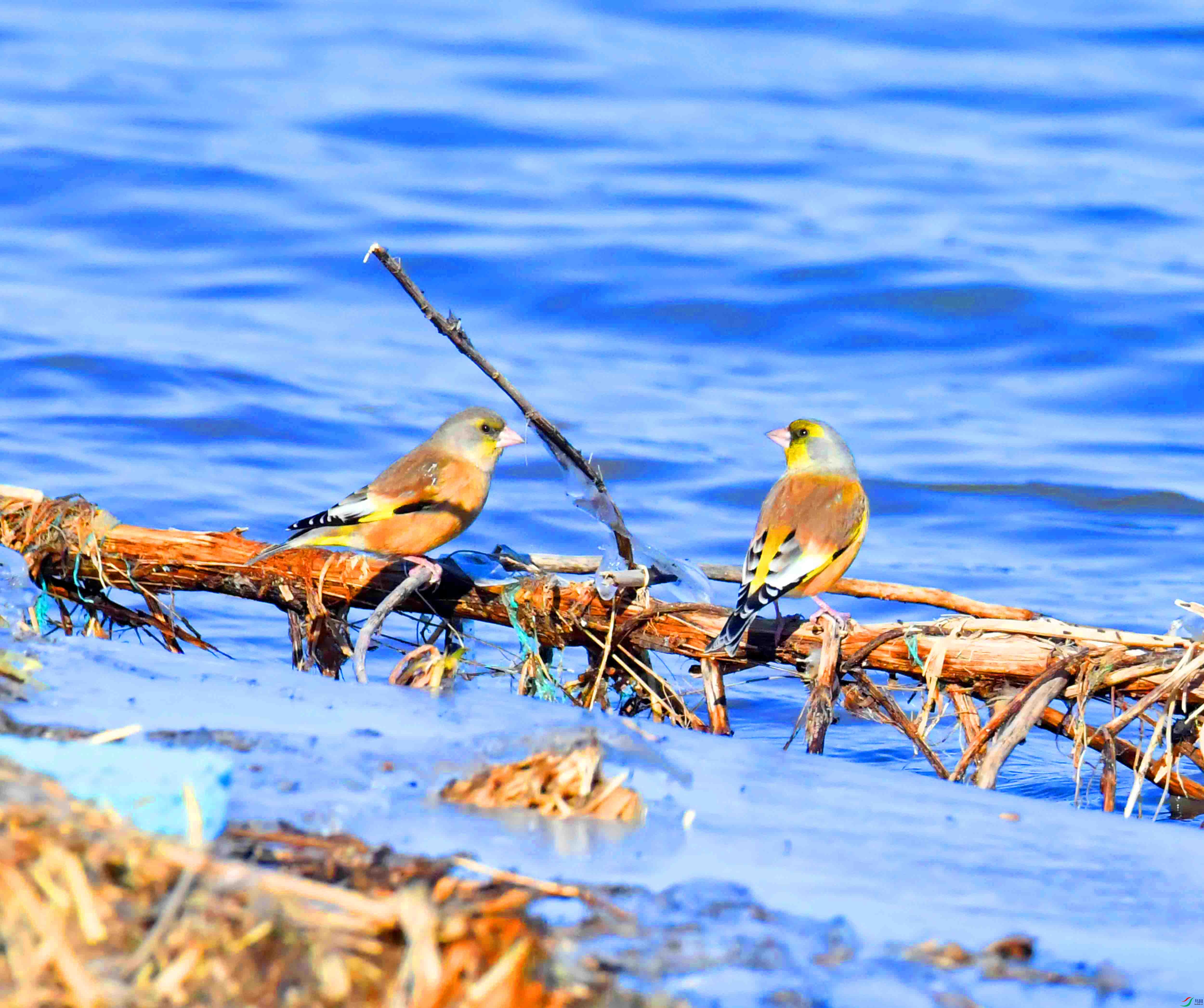 DSC_1566.JPG