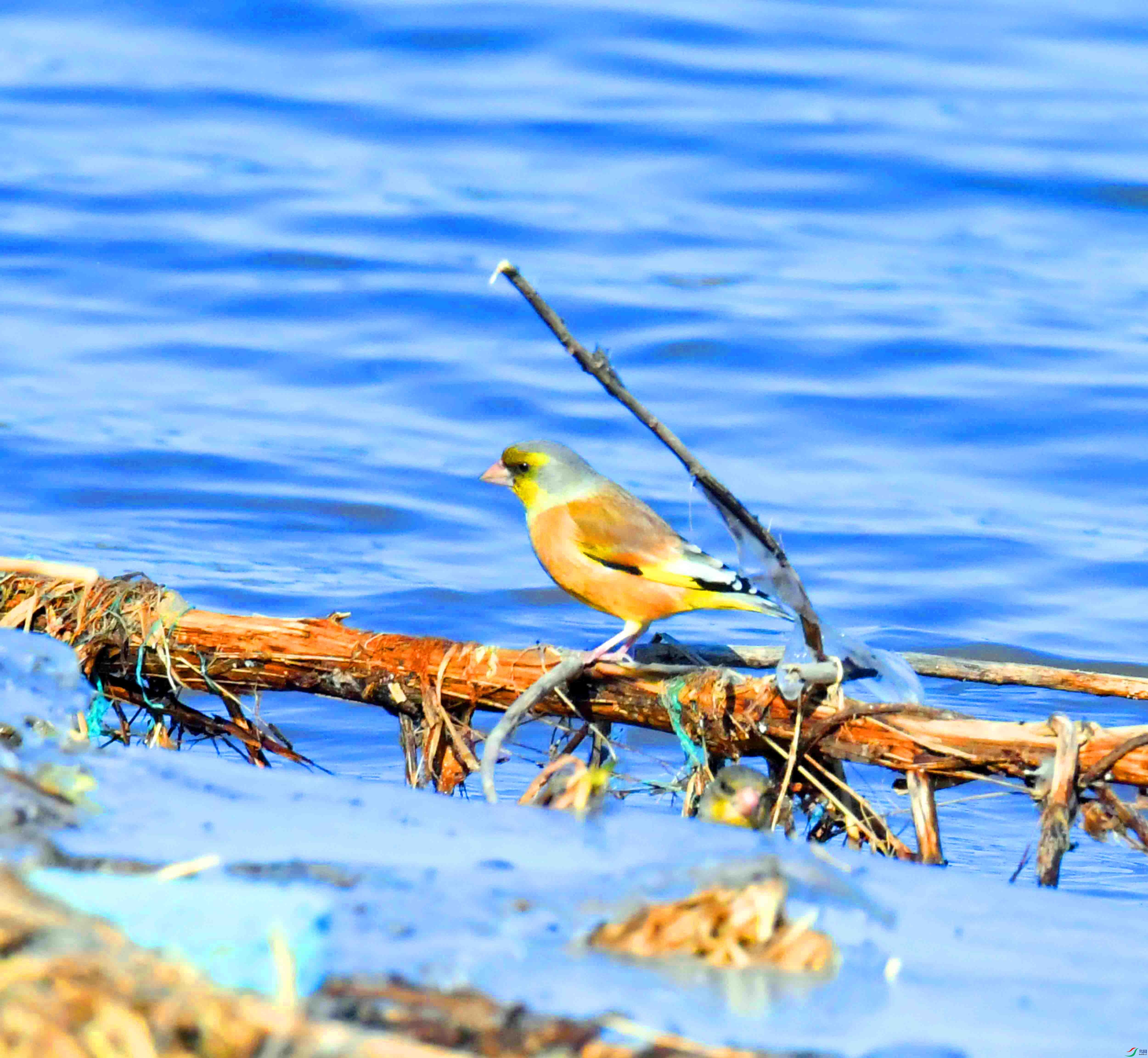 DSC_1567.JPG