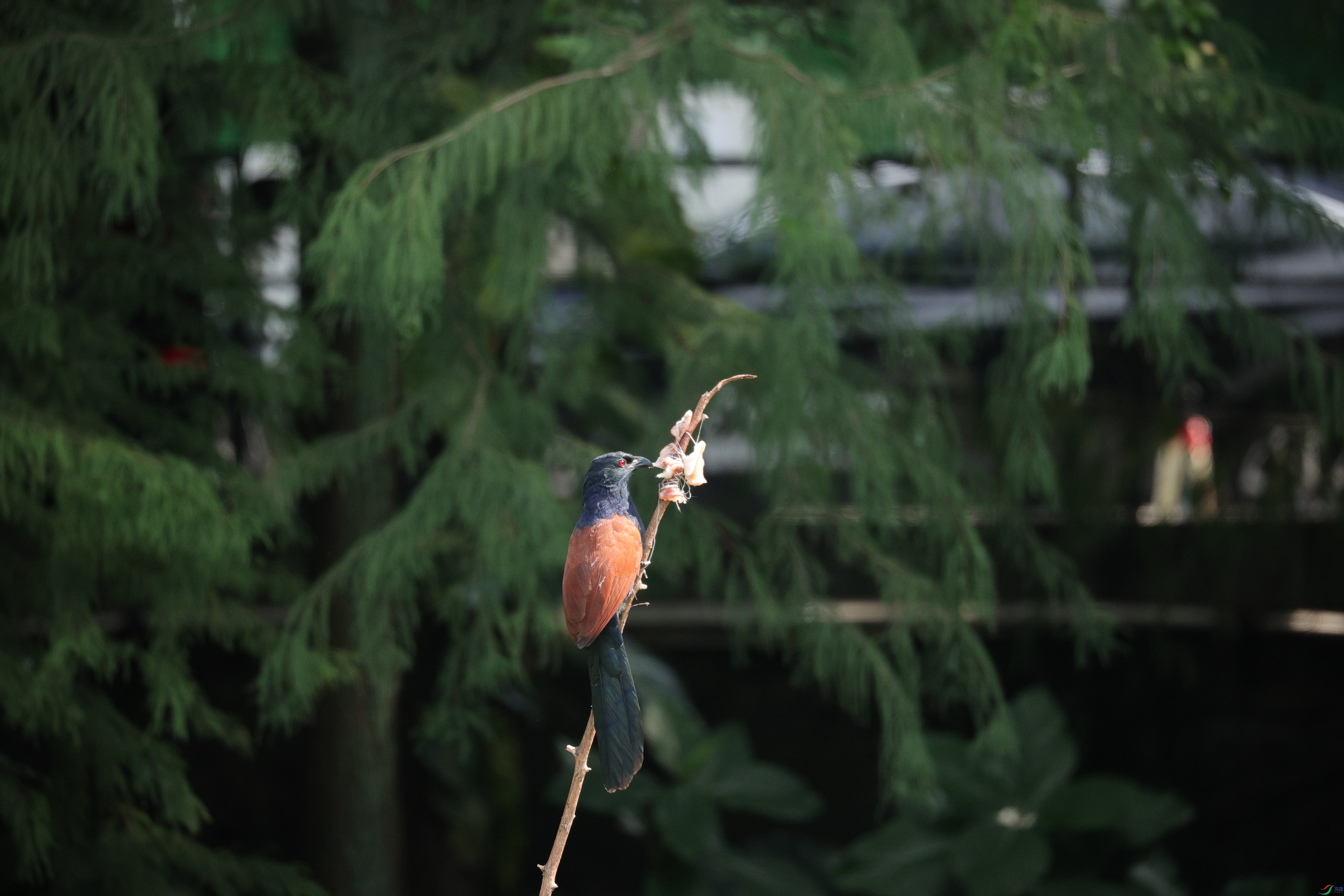 7819��ש����