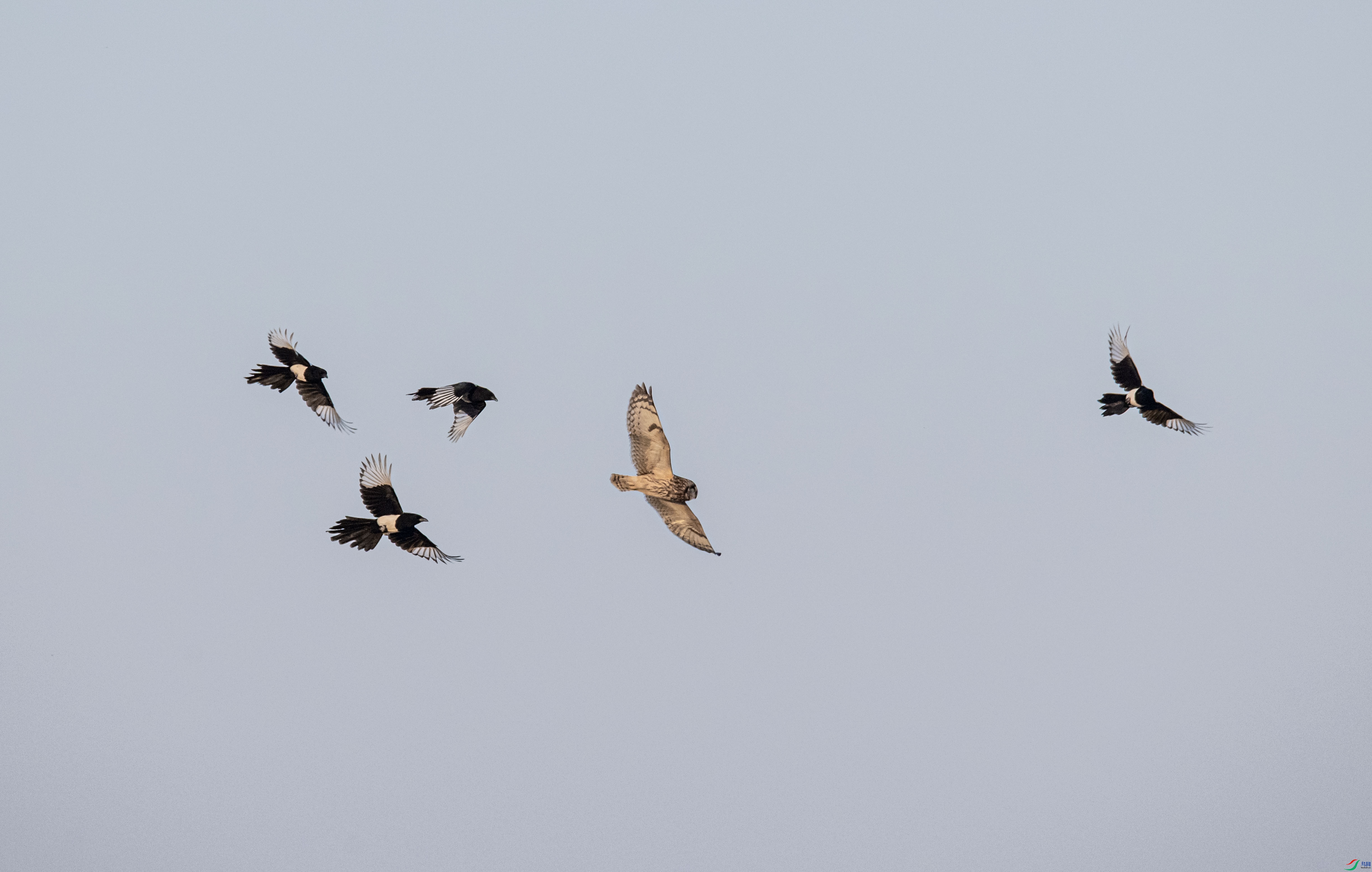 DSC_8987-1.jpg