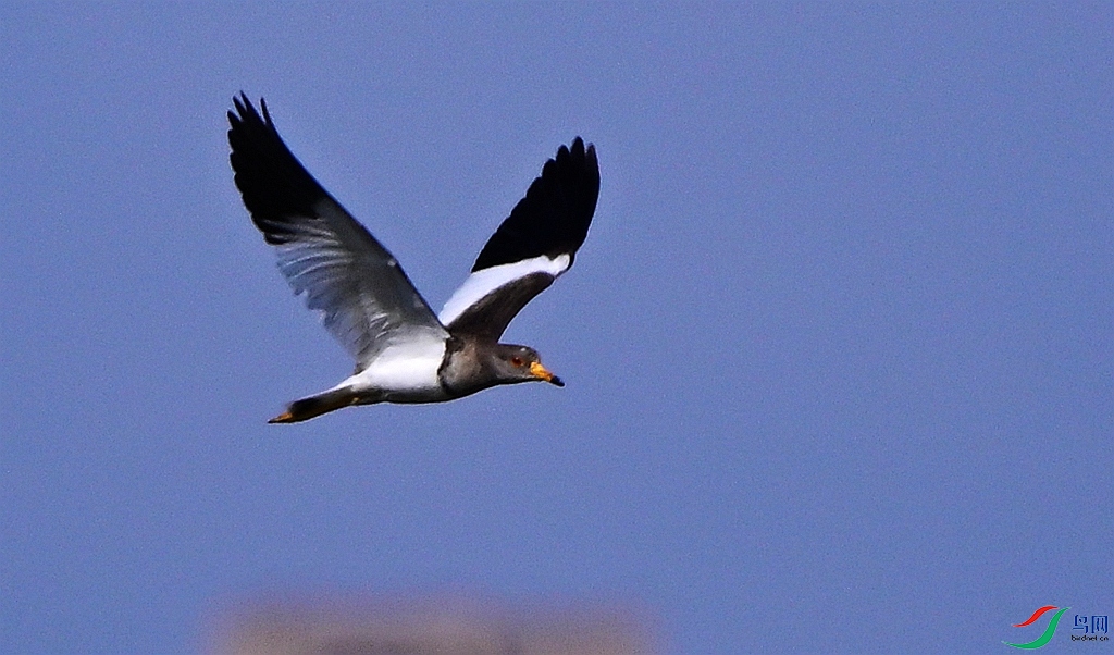 DSC_6665.JPG