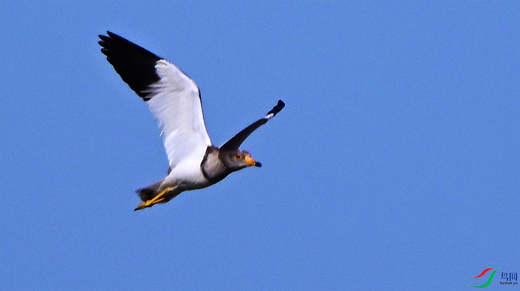 DSC_6705.JPG