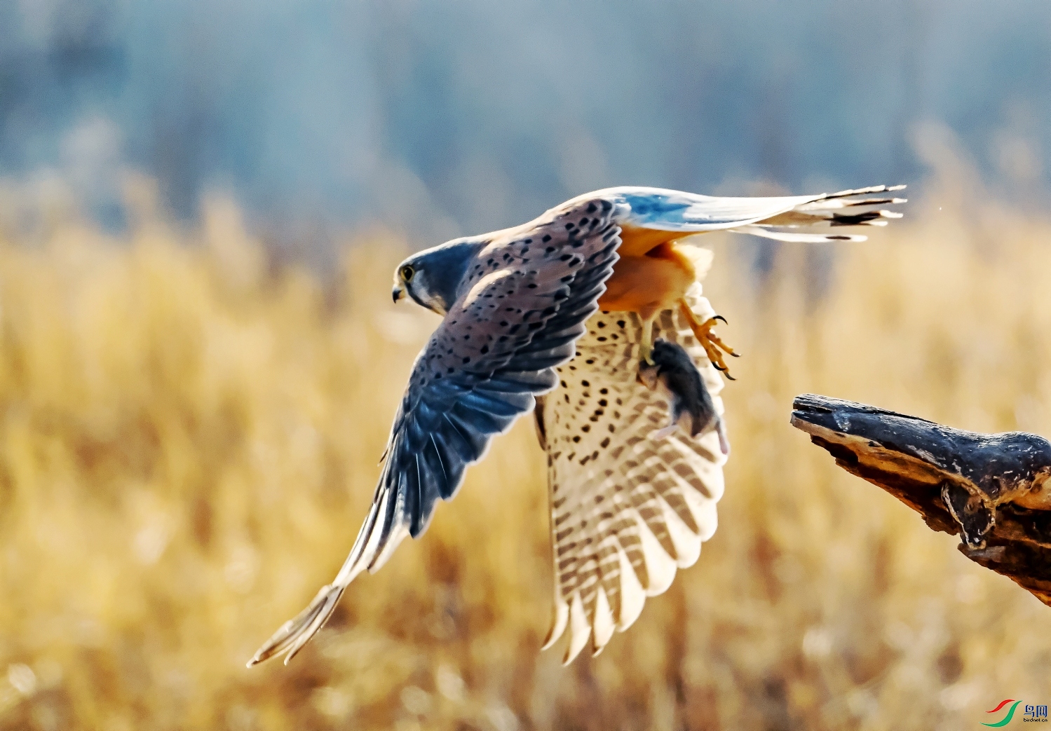 DSC_5179---_conew1.jpg