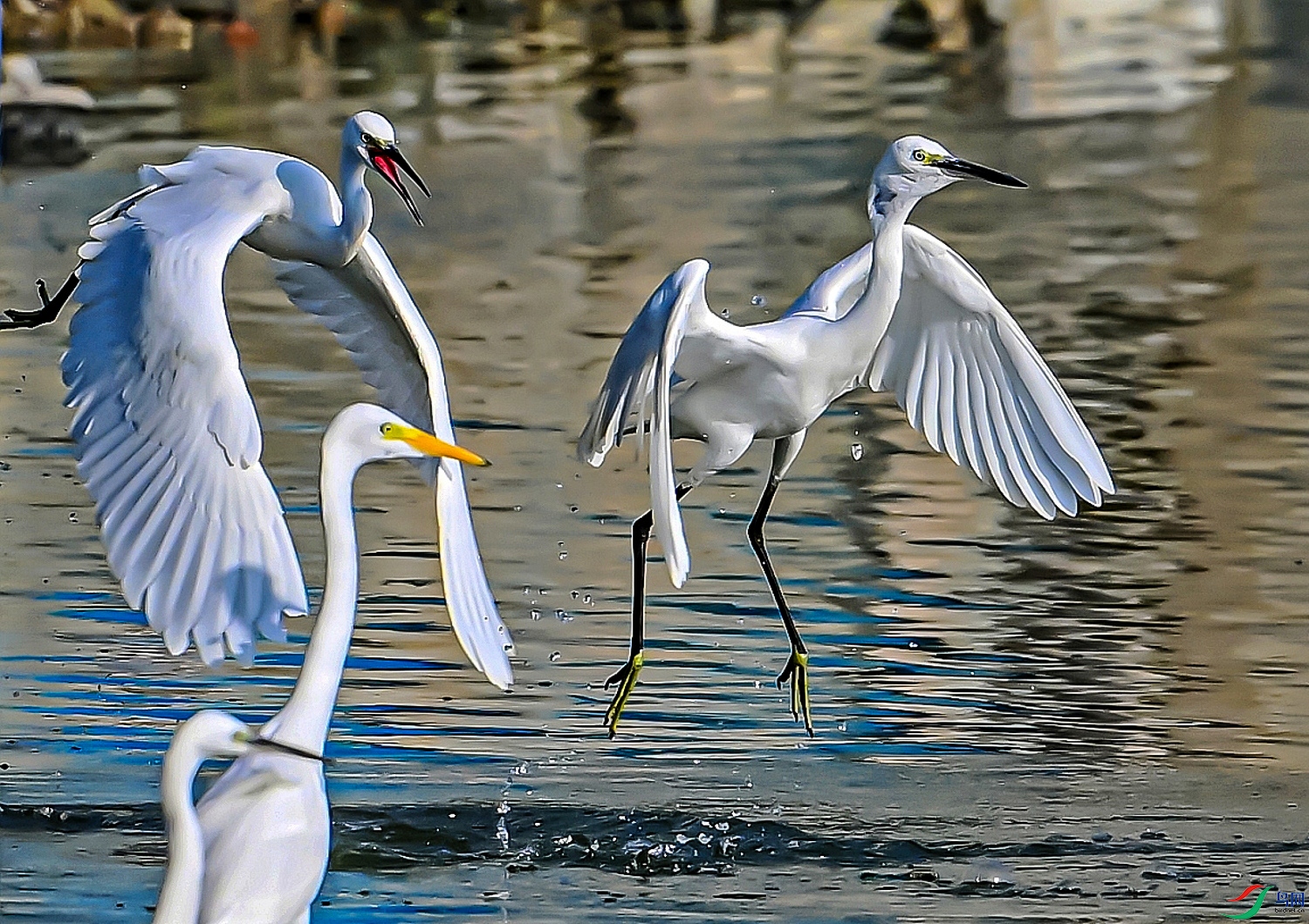 DSC_0114---_conew2.jpg
