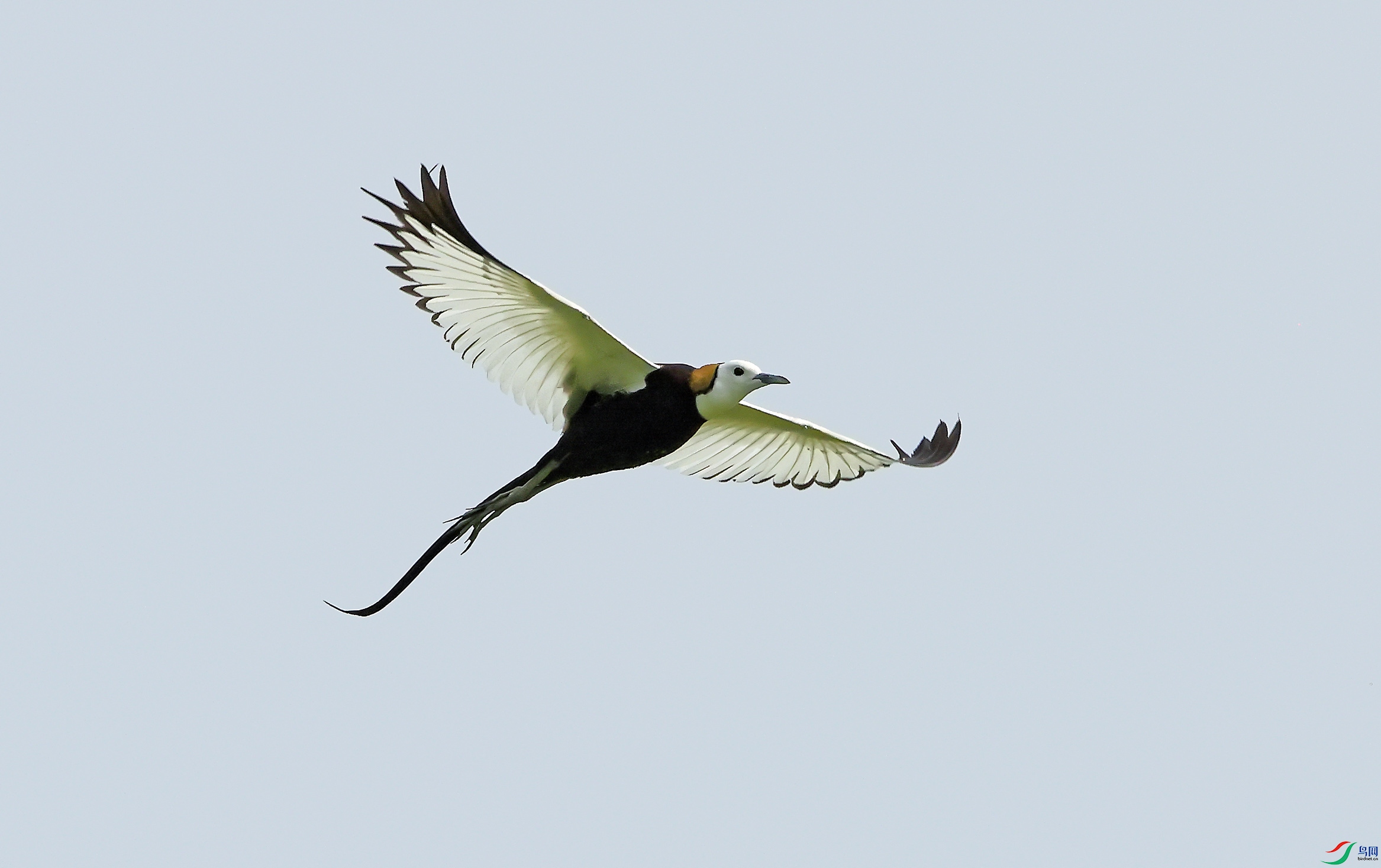 ���з��������