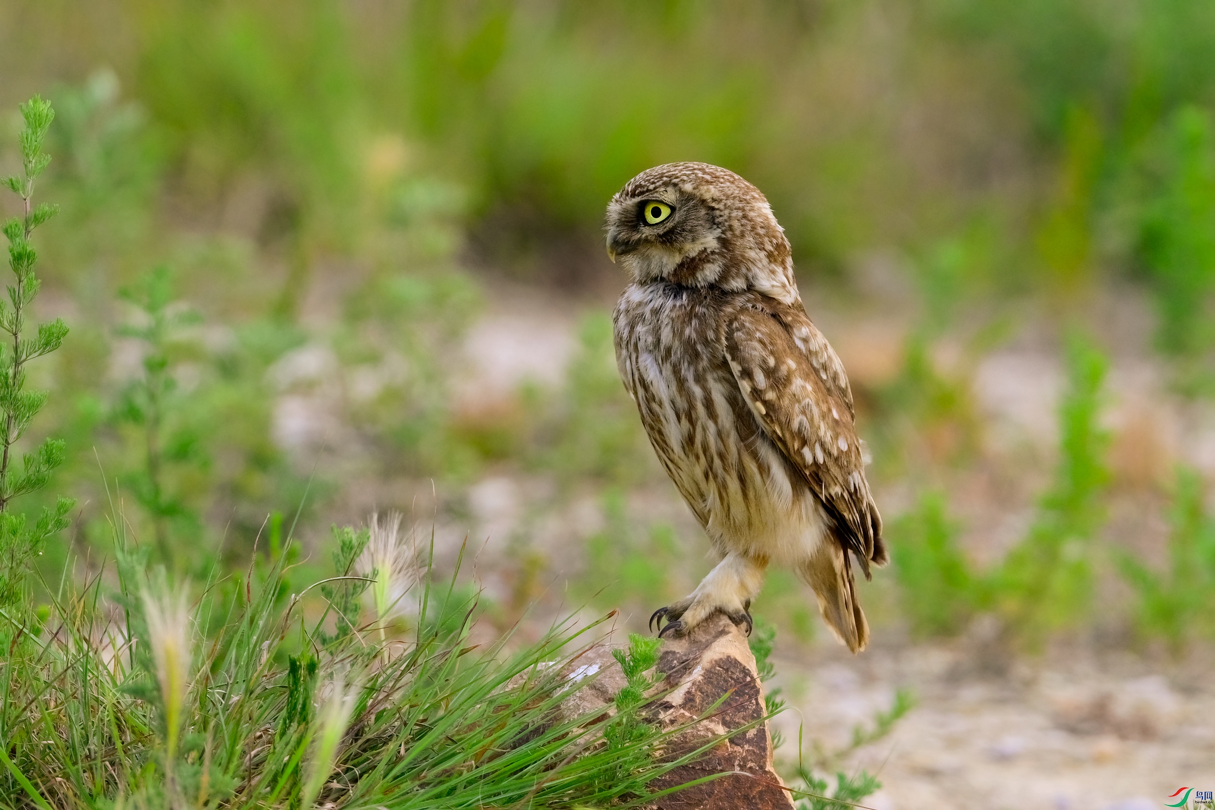 _DSC7701x.jpg