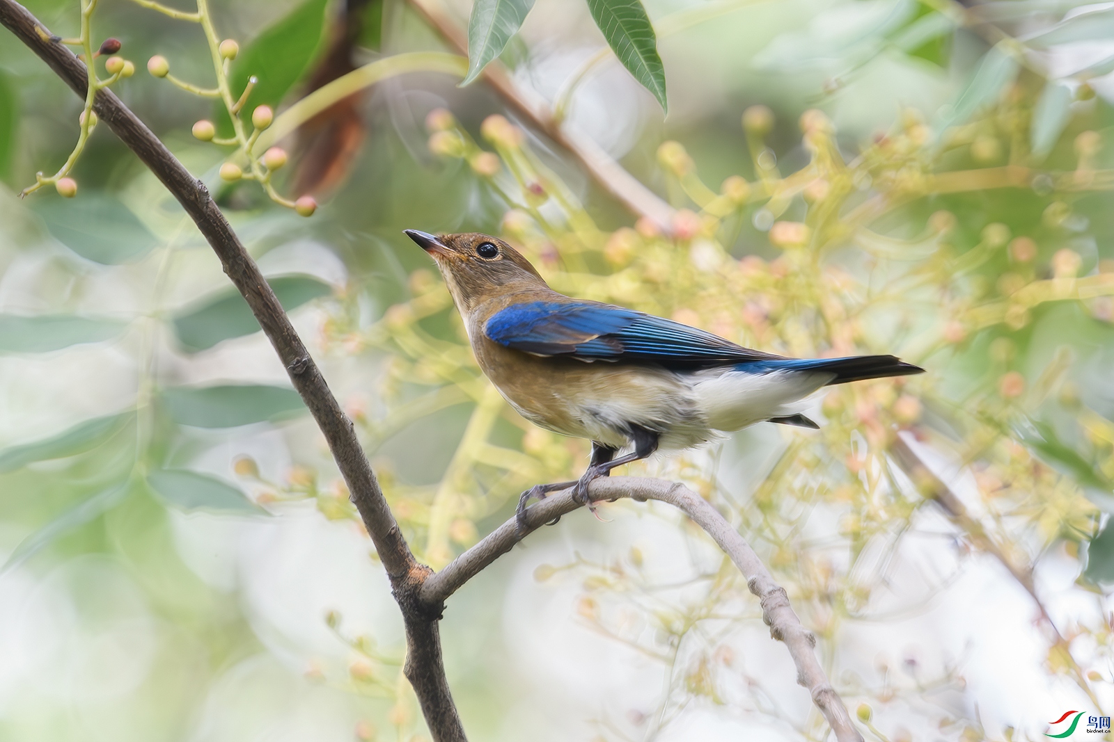 ��Ǩ�еİ׸����l