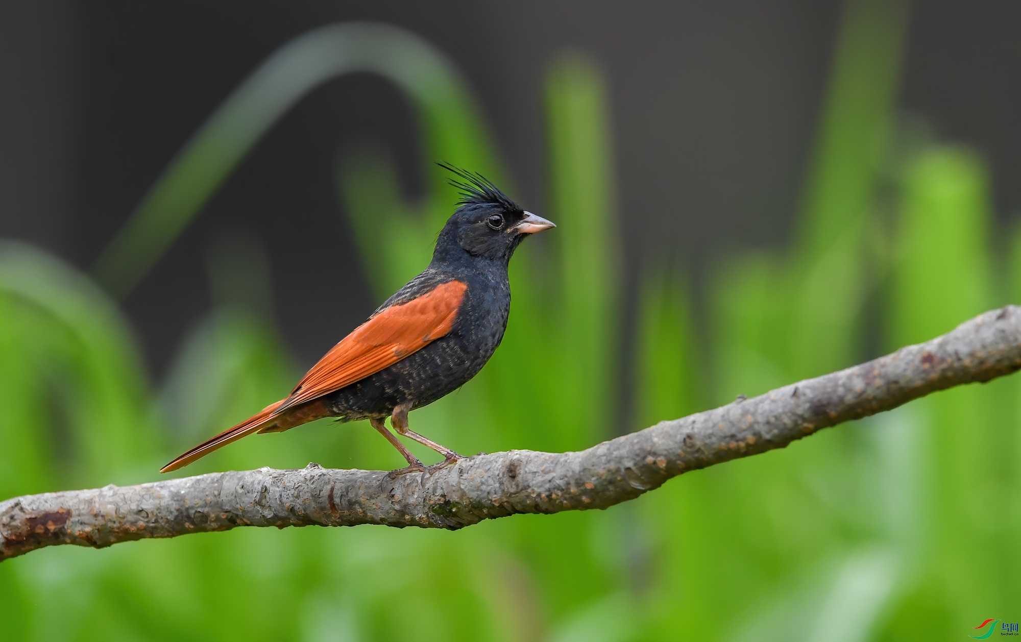 DSC_7146.jpg