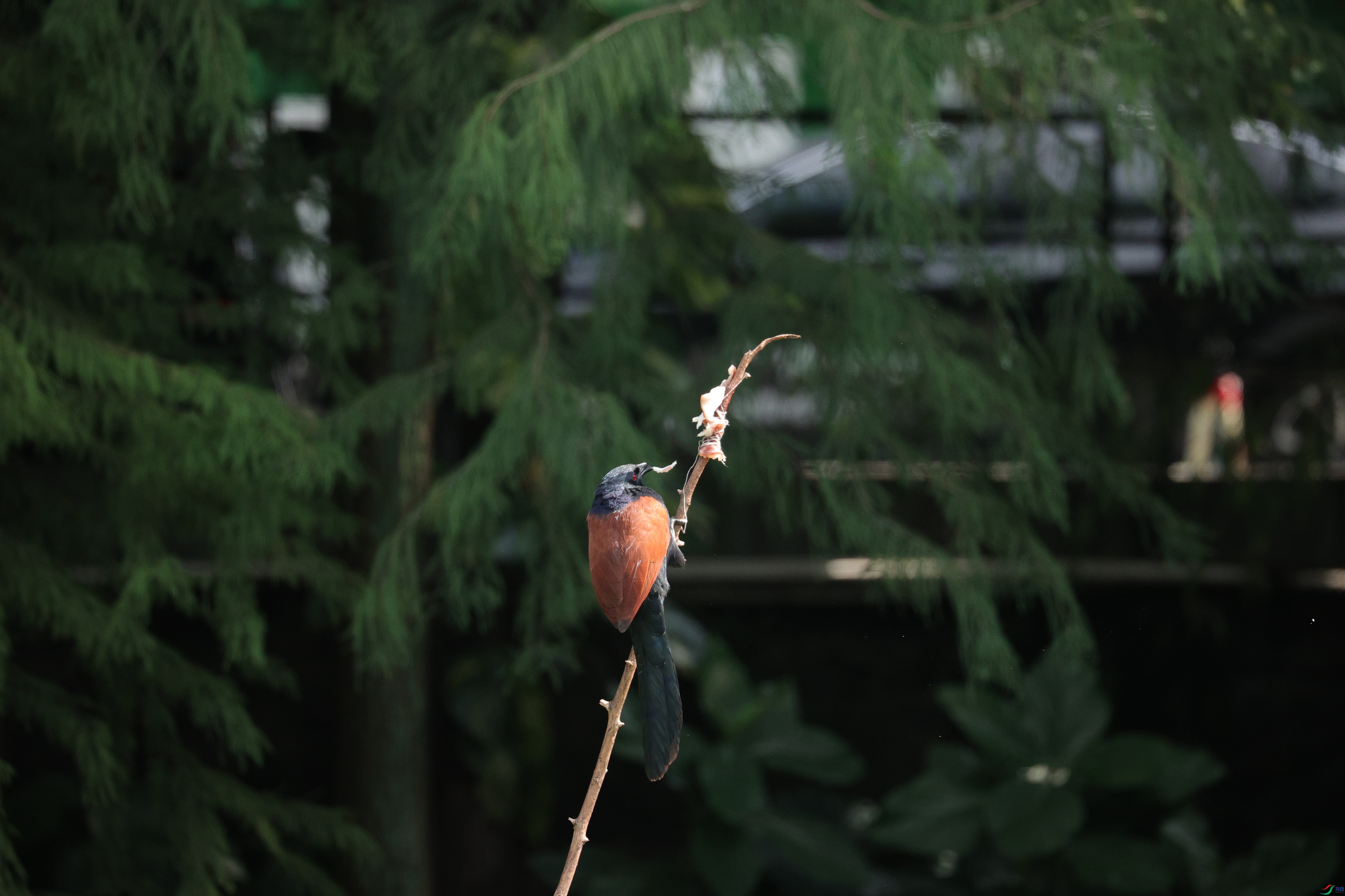 7908��ש����