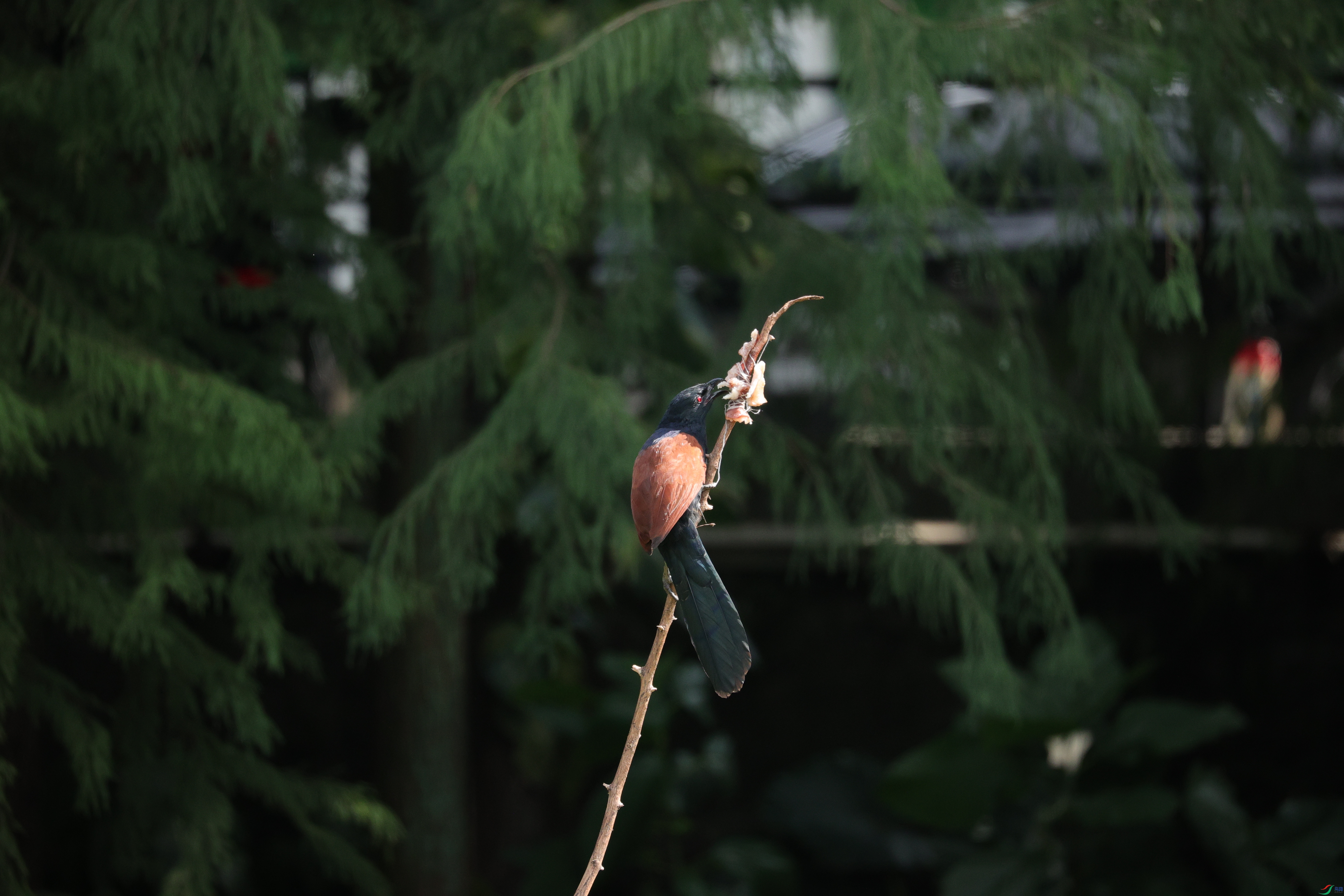 7913��ש����