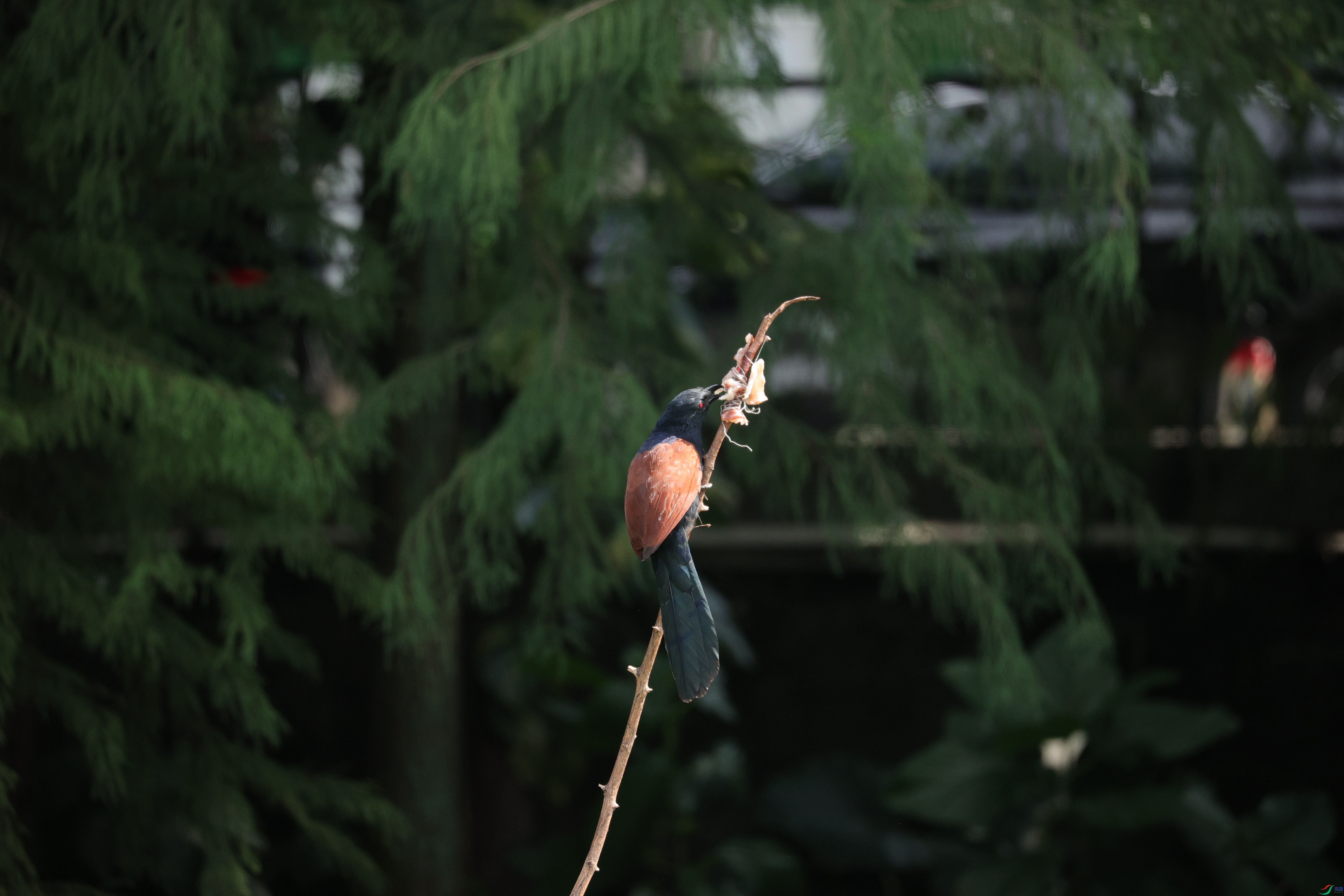 7920��ש����