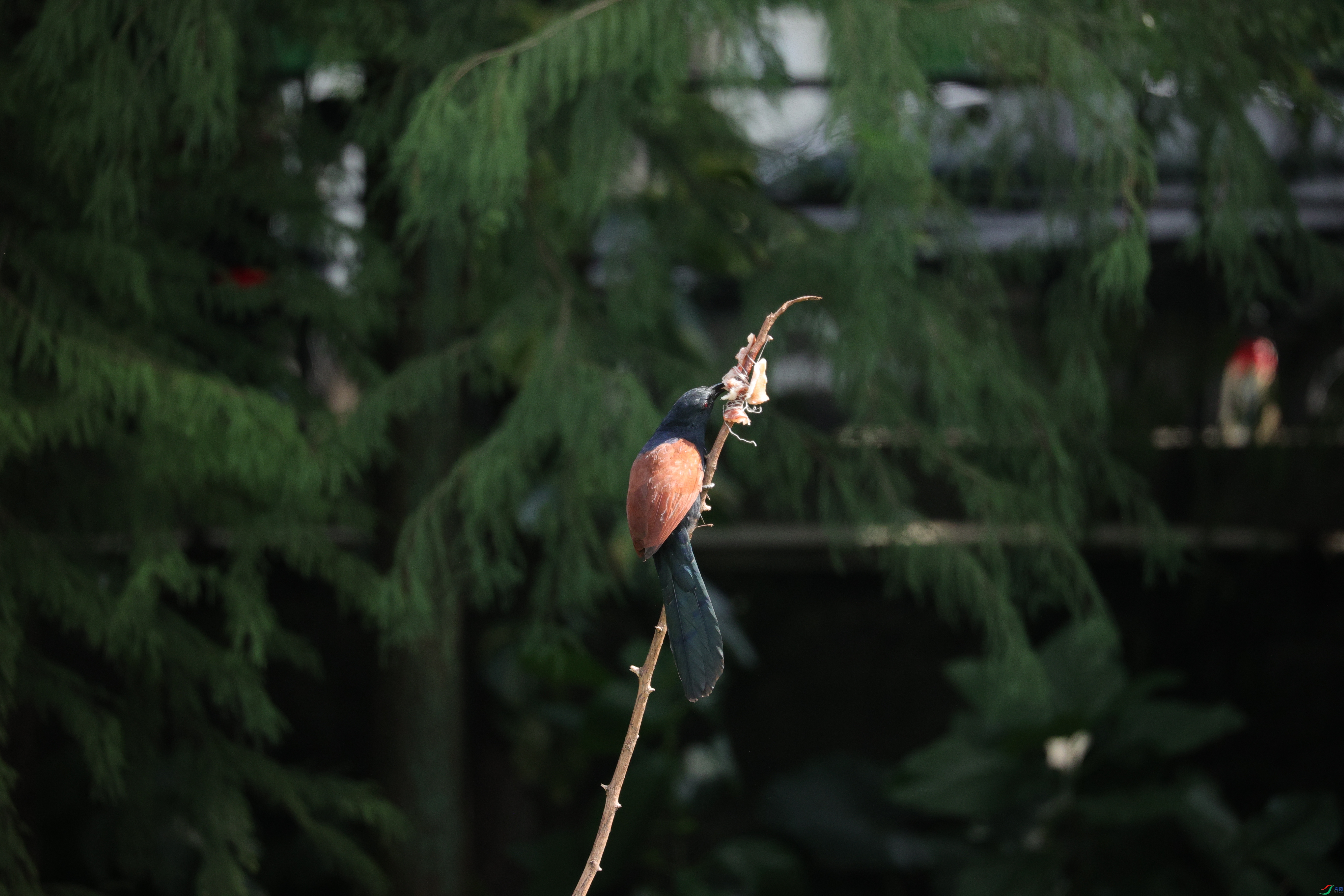 7921��ש����