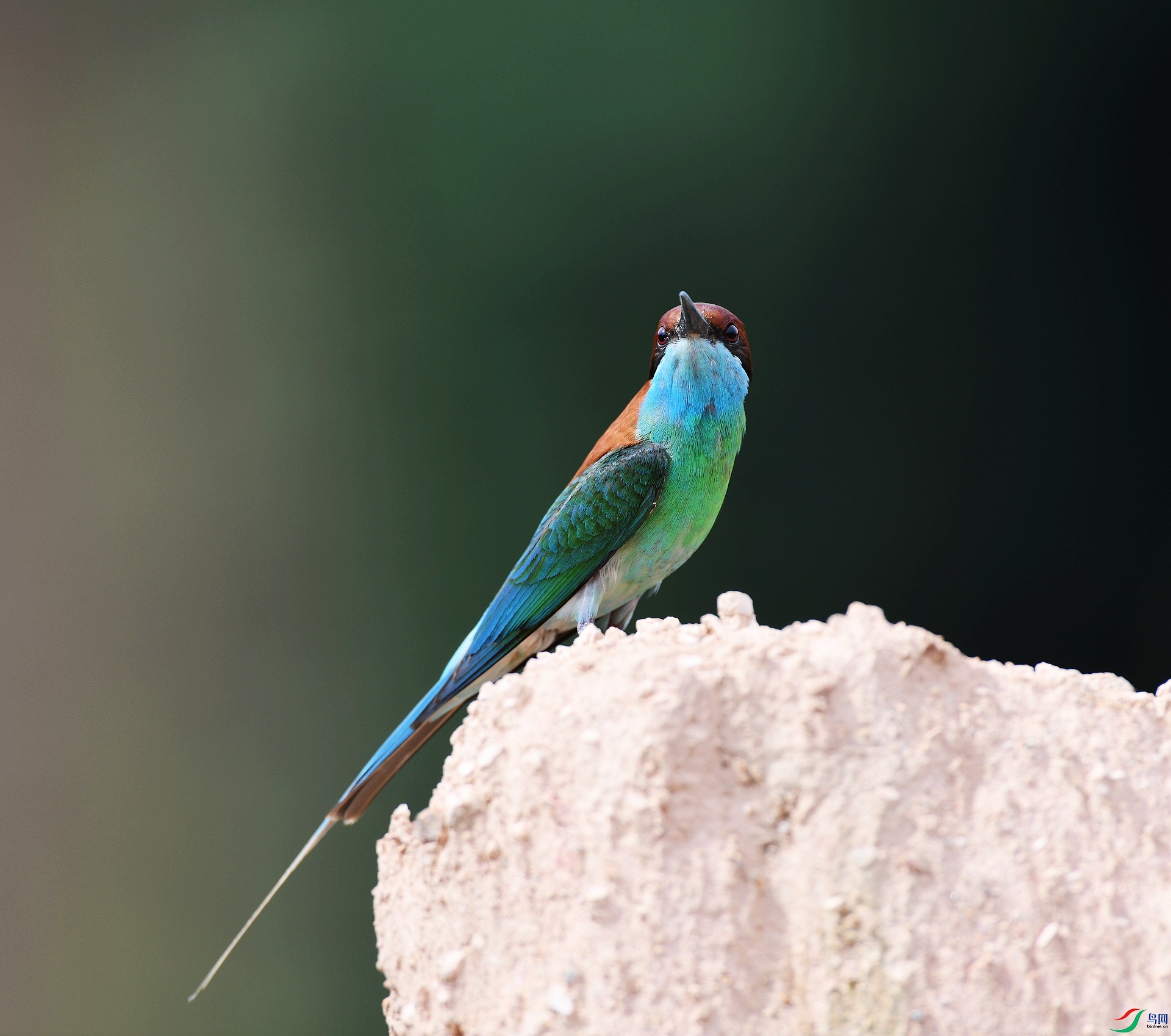 DSC_8753.jpg