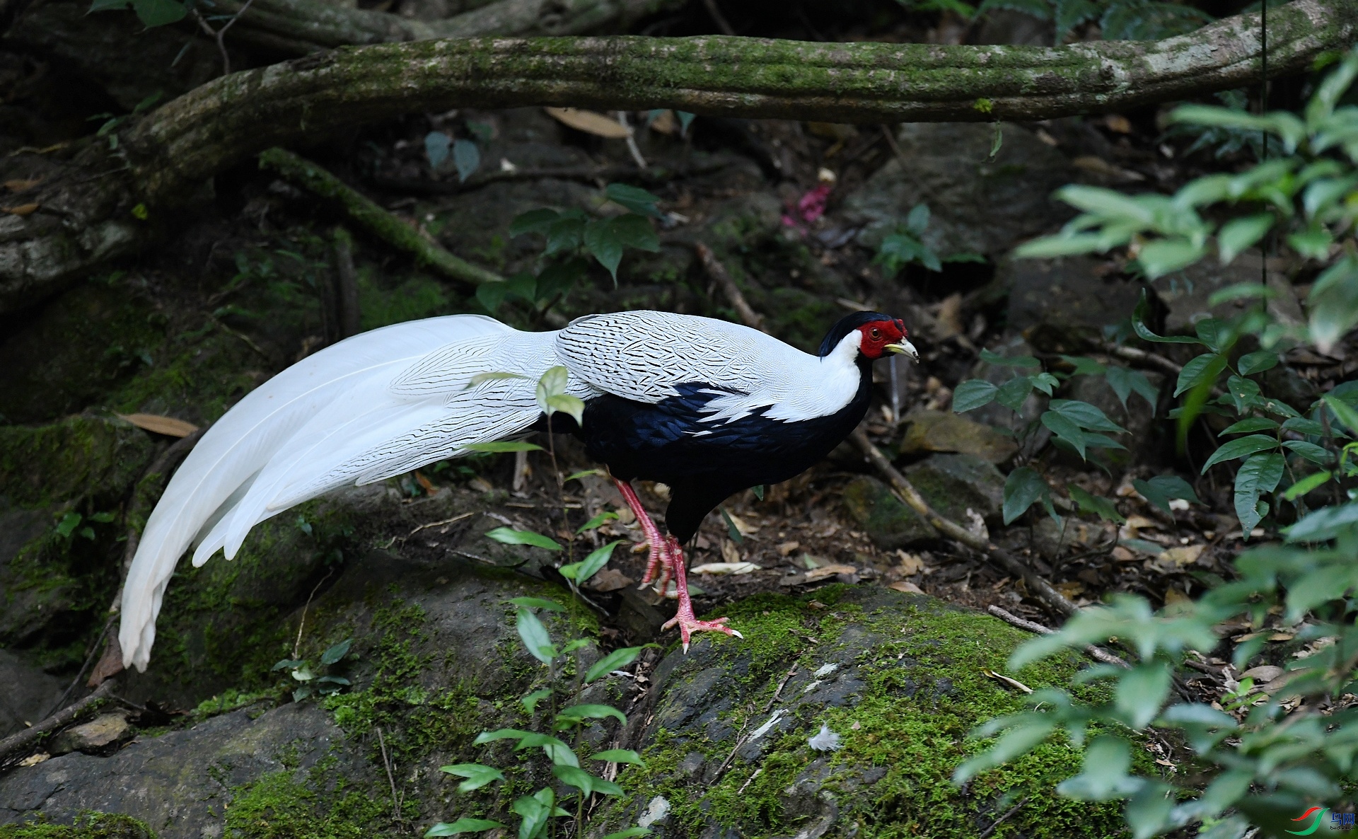 DSC_0239.jpg