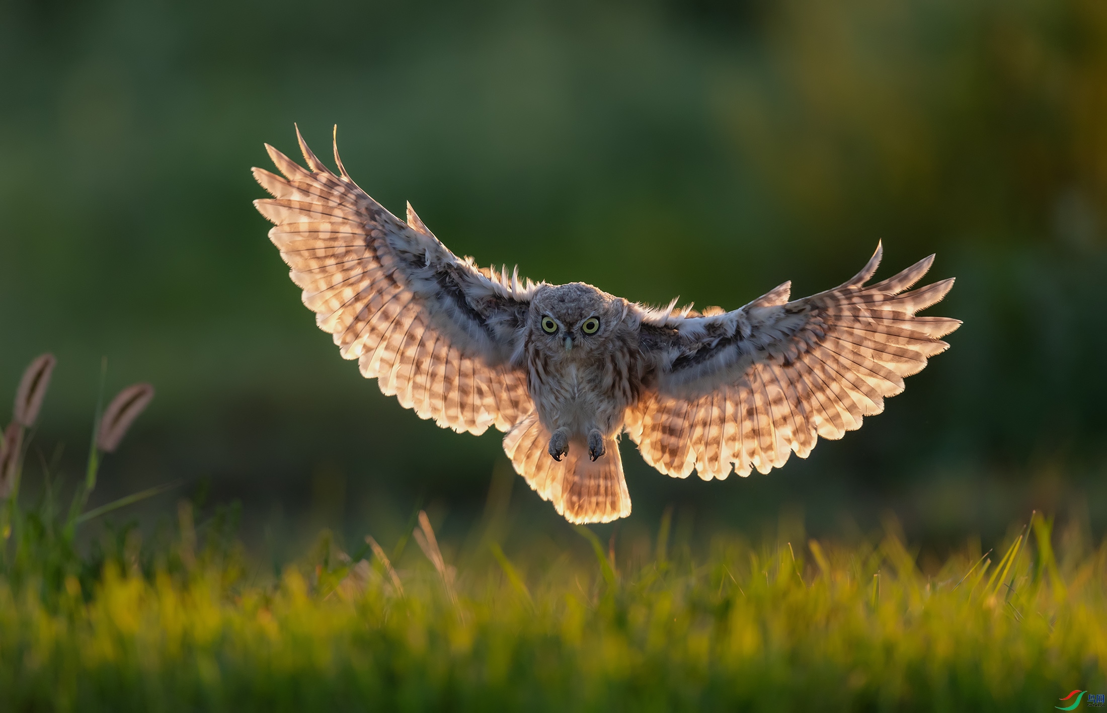 ���Ƹ�С�^