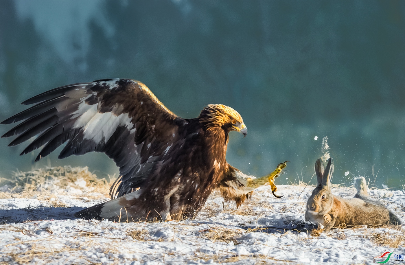 ���----ӥ�ò���