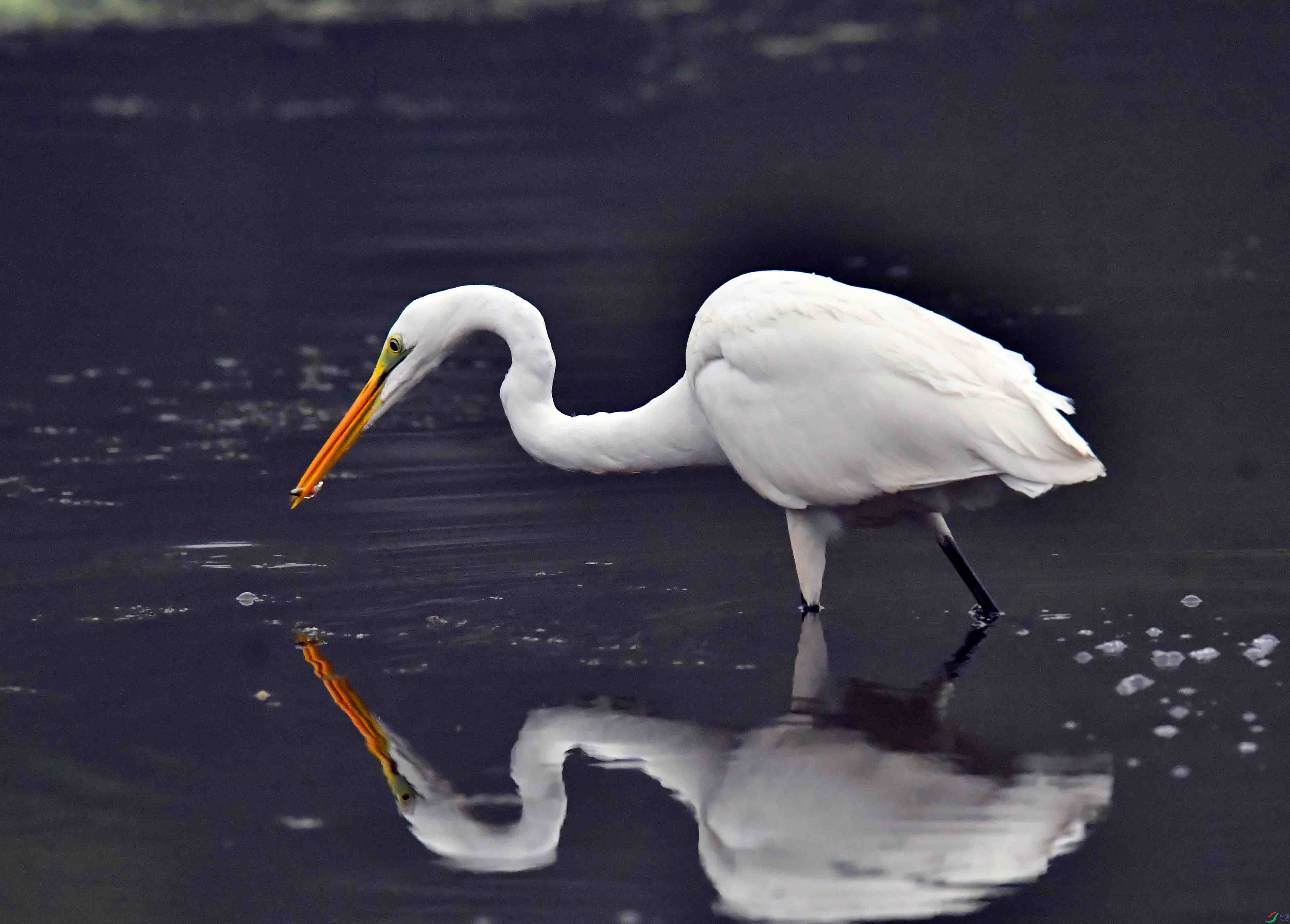 DSC_0647.JPG
