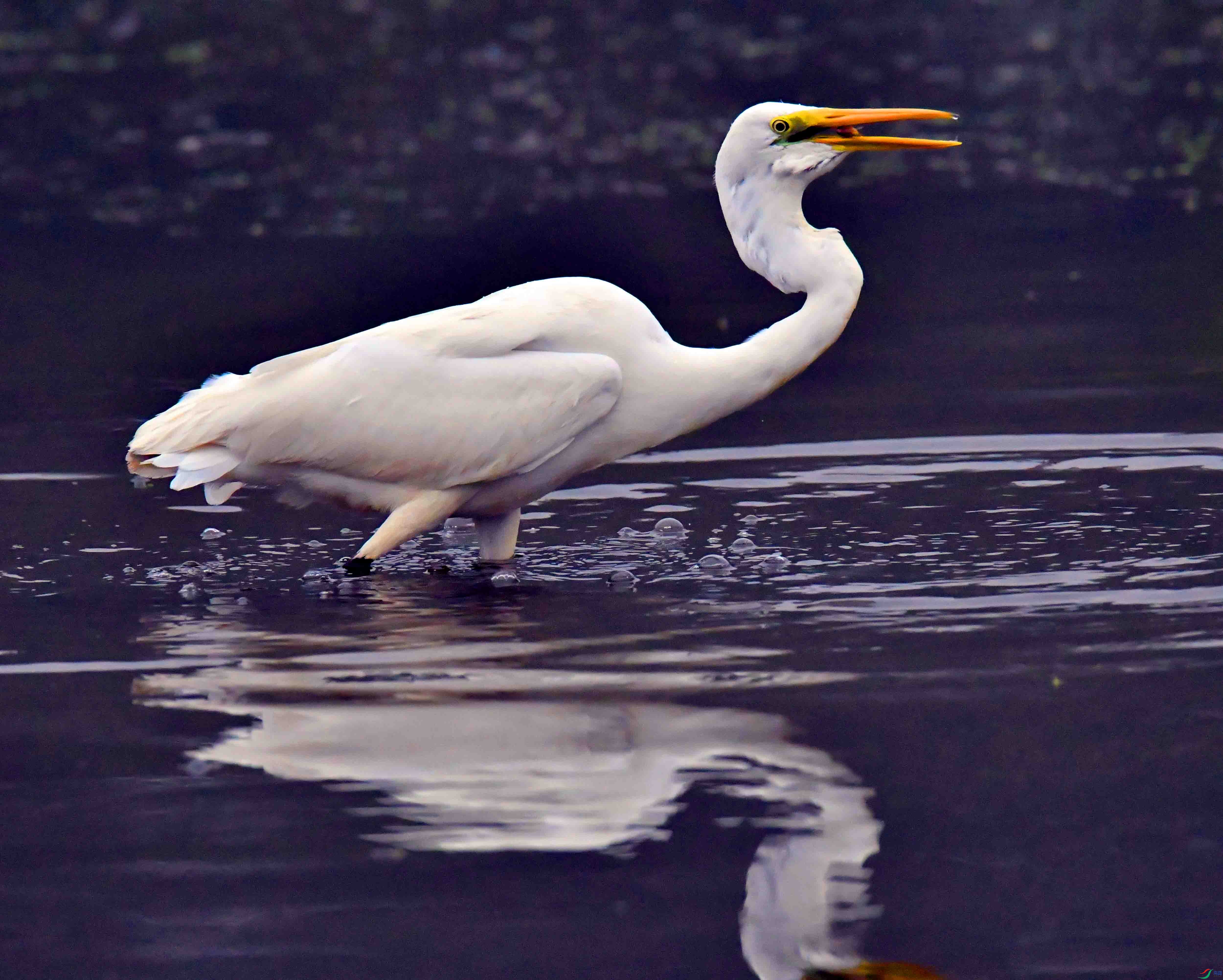 DSC_0659.JPG