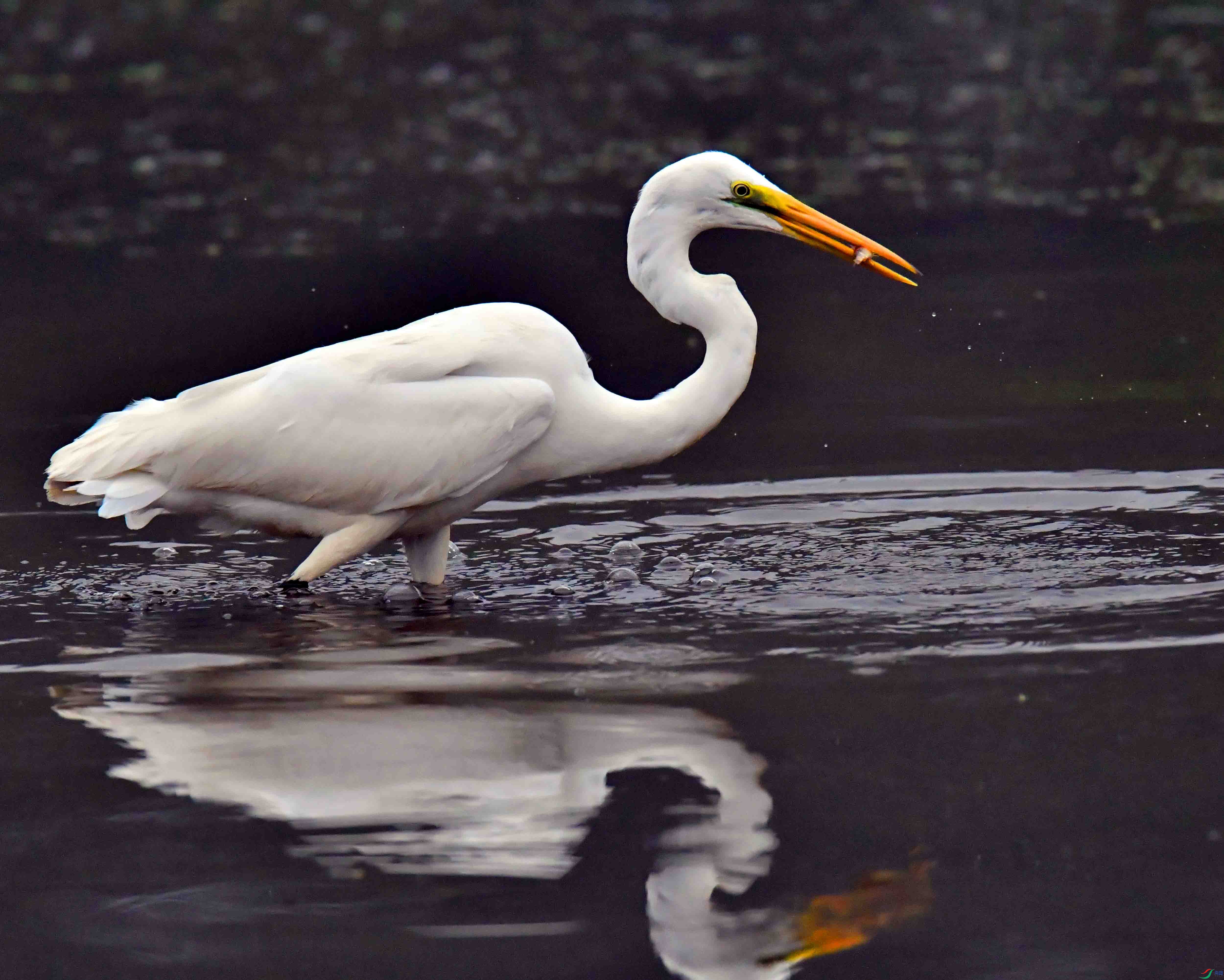 DSC_0658.JPG