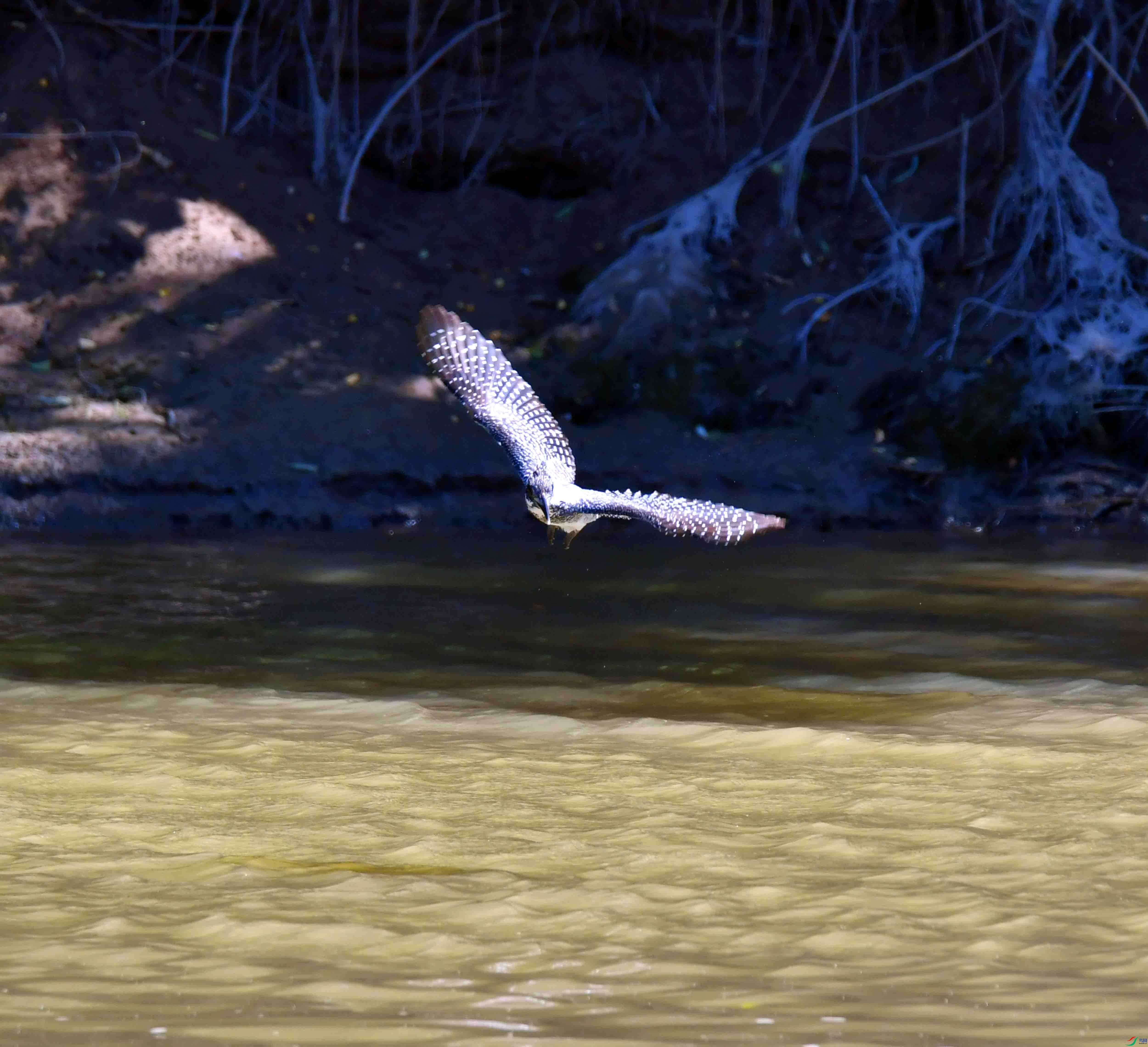 DSC_0808.JPG