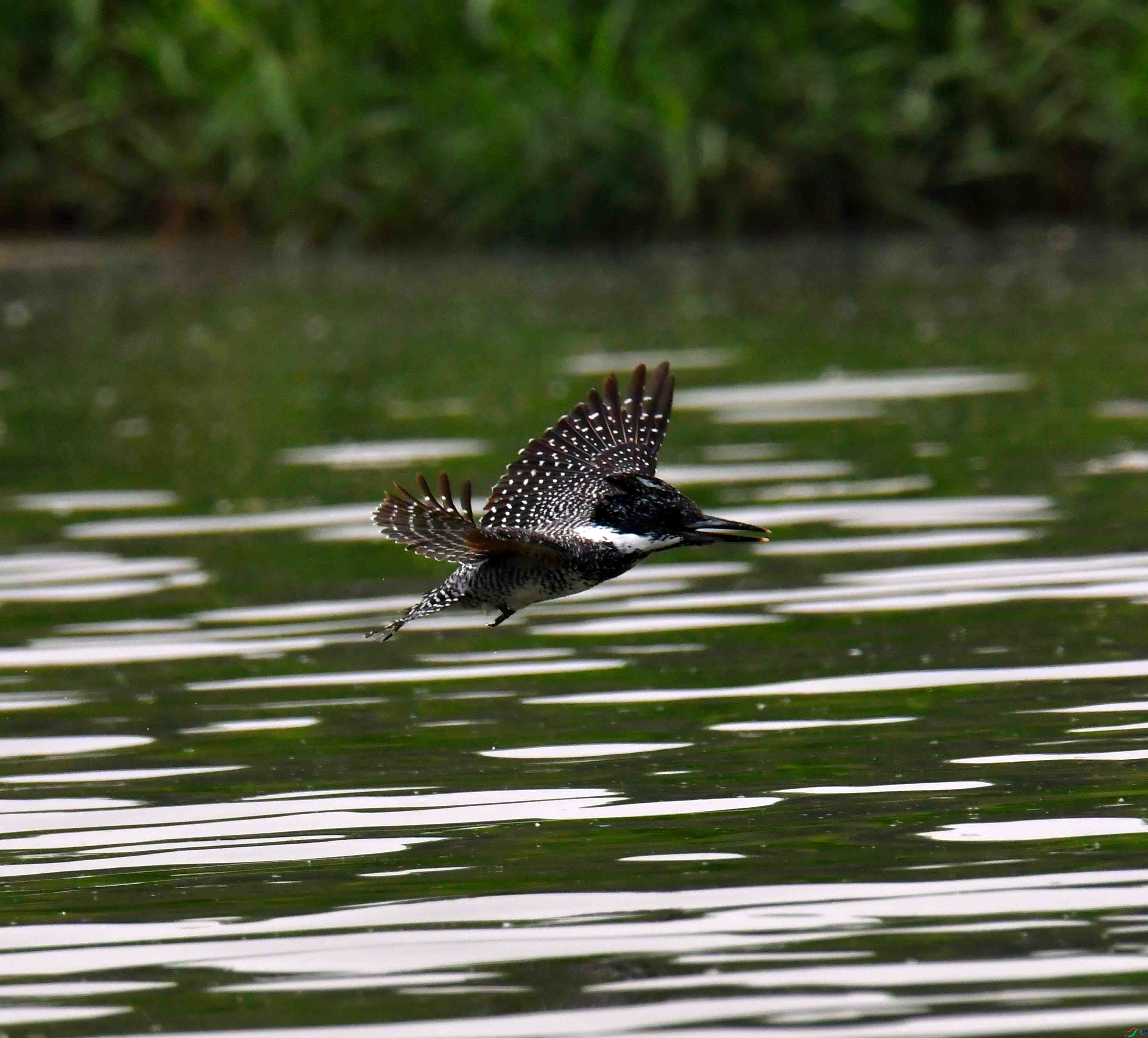 DSC_0837.JPG