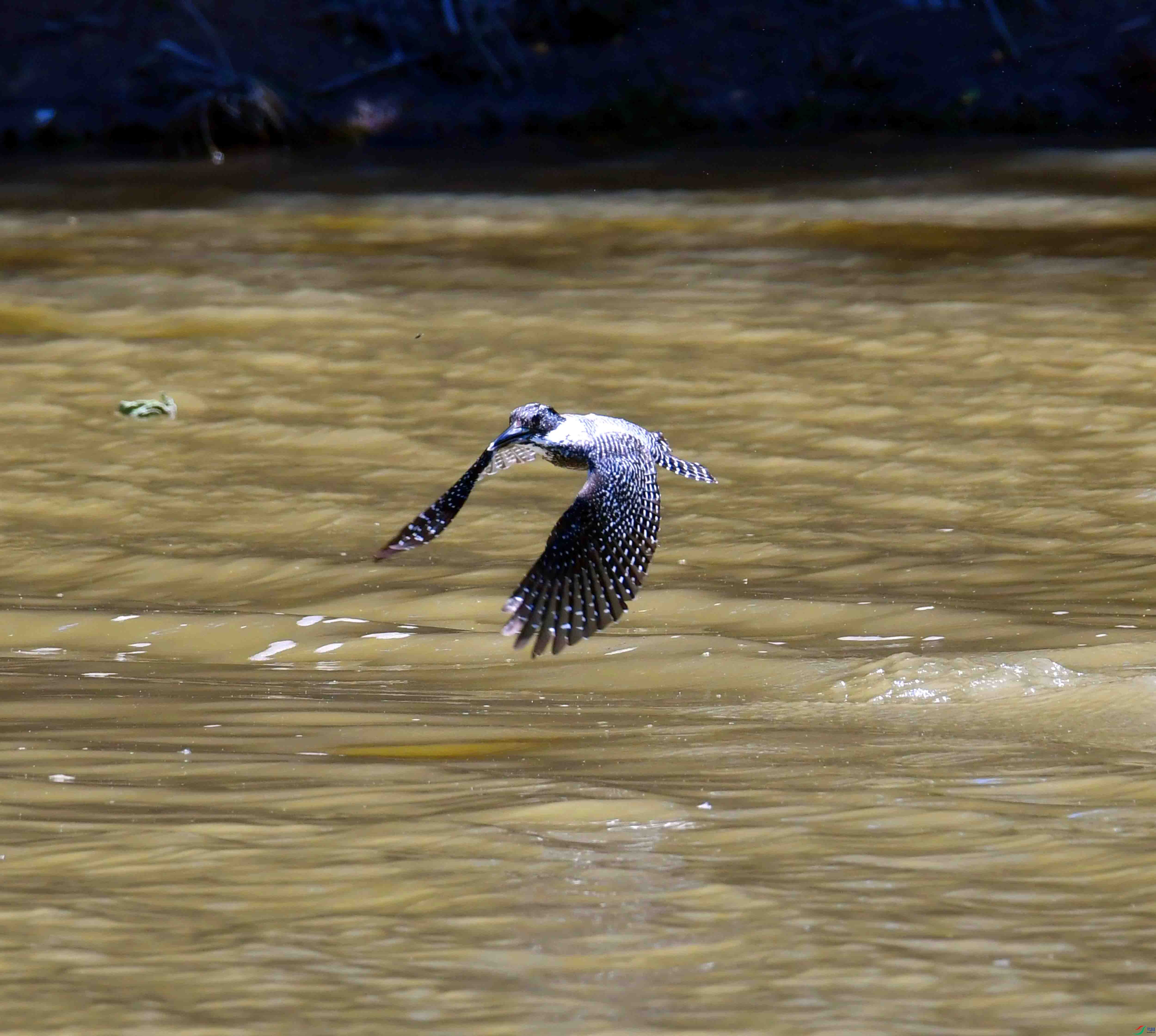 DSC_0853.JPG