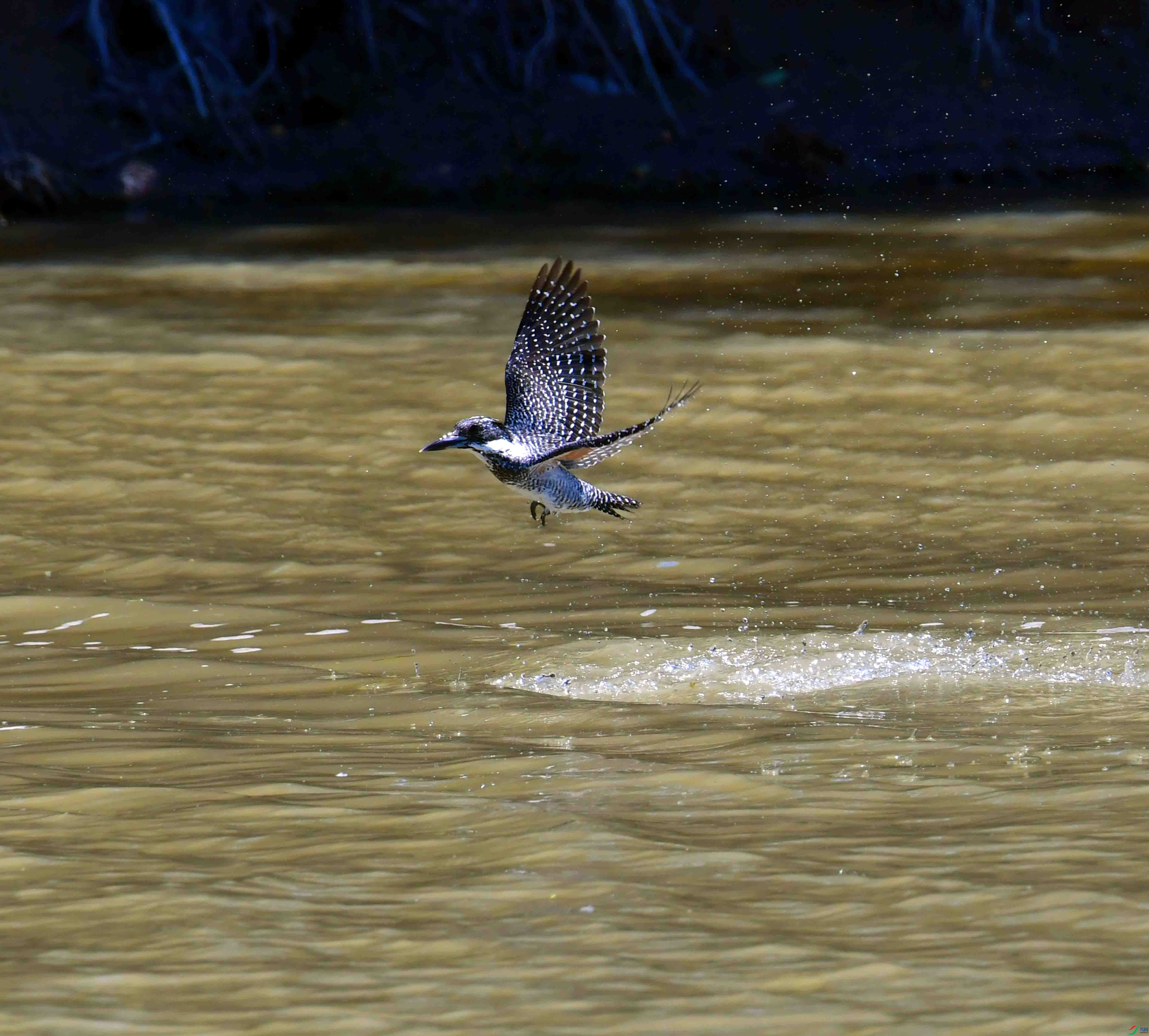 DSC_0852.JPG