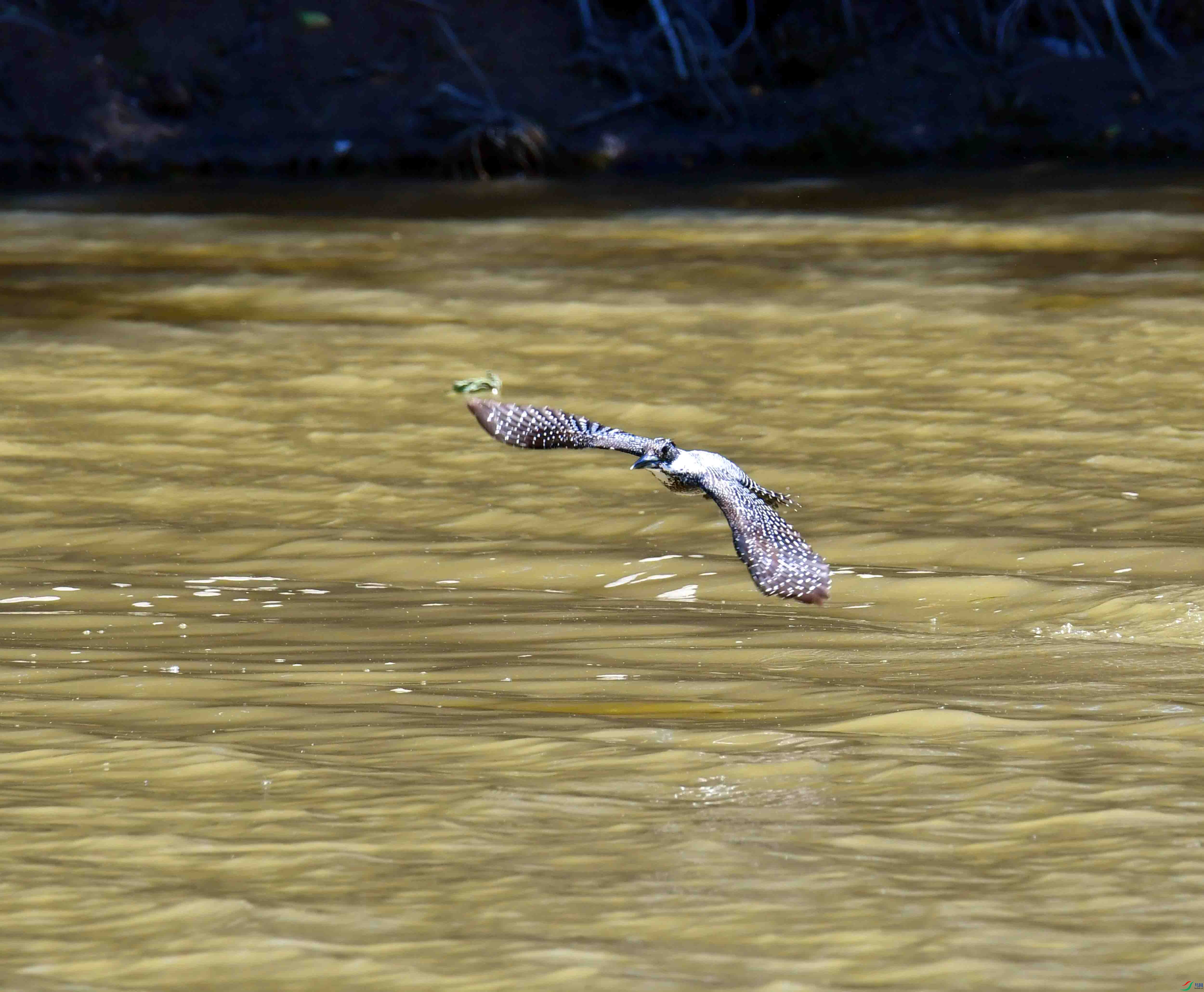 DSC_0855.JPG