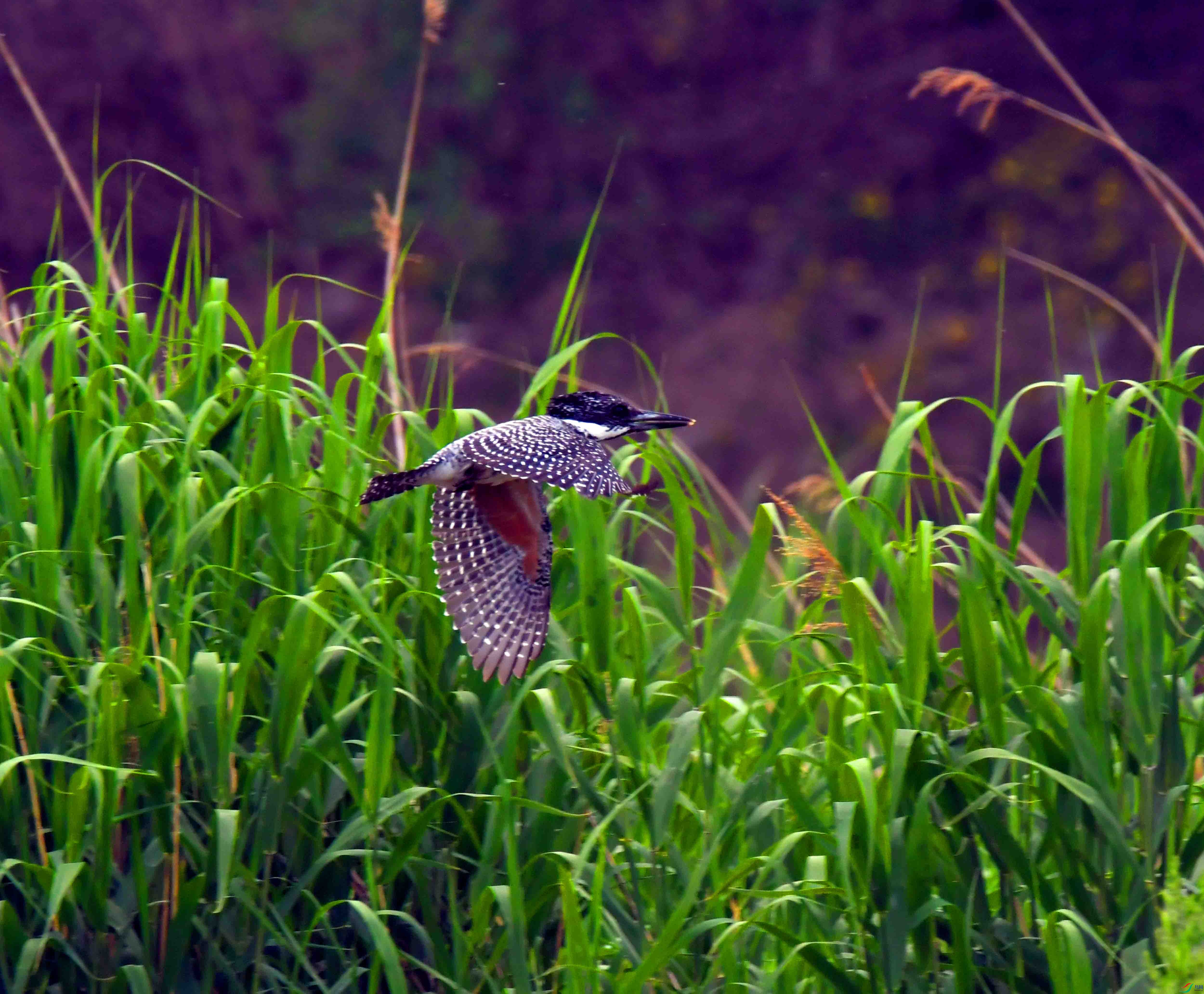 DSC_0866.JPG