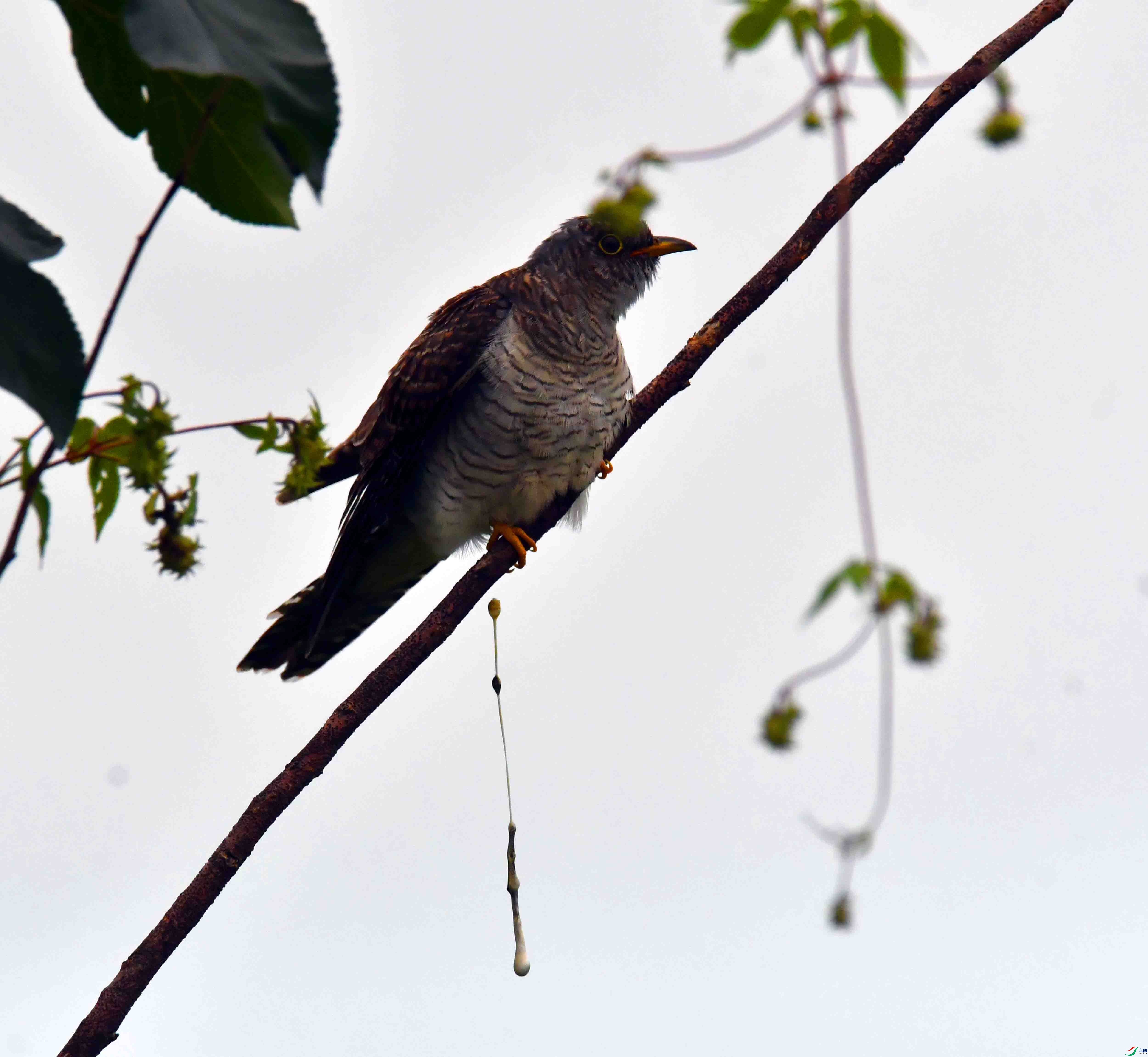 DSC_1893.JPG