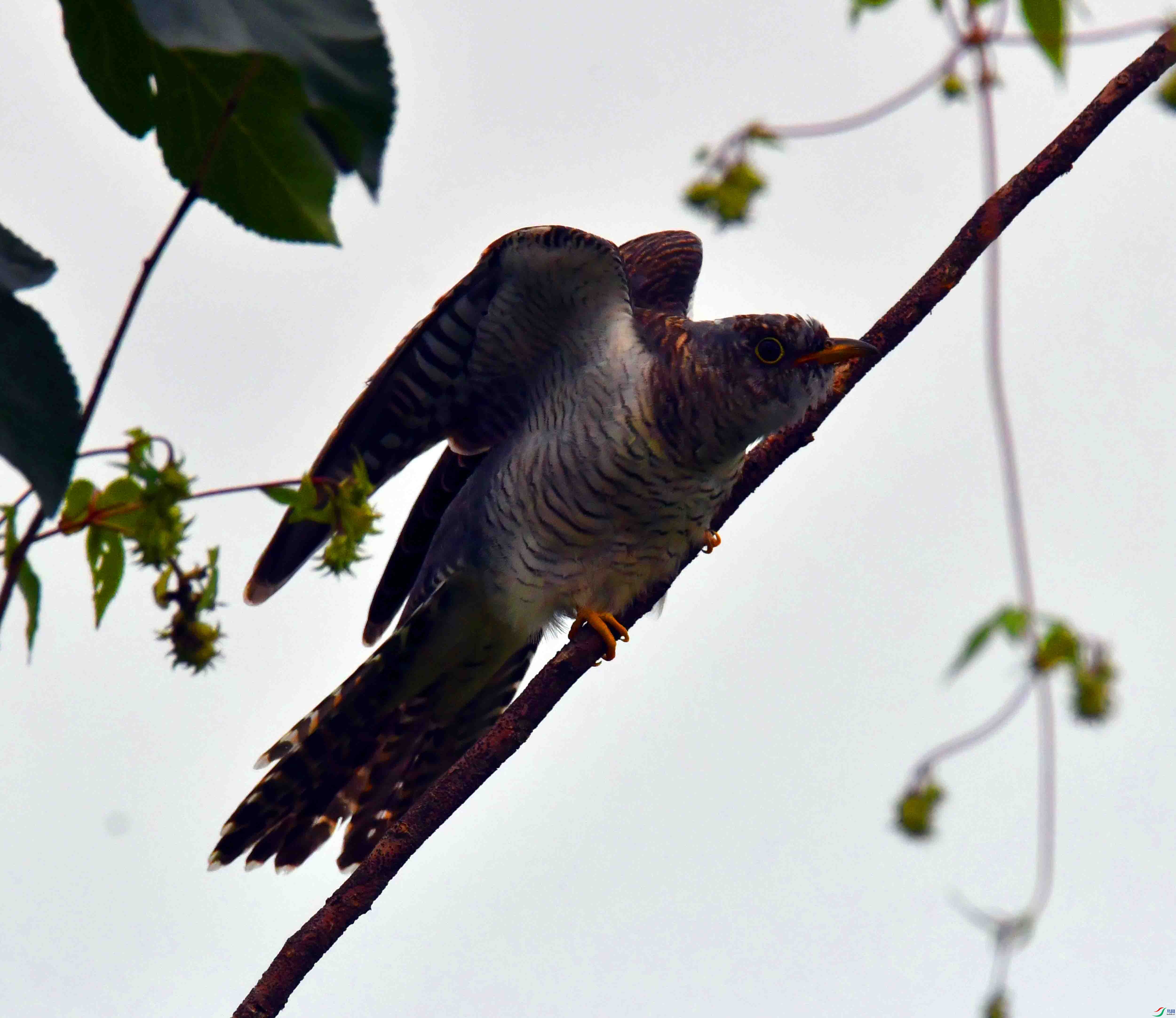 DSC_1903.JPG