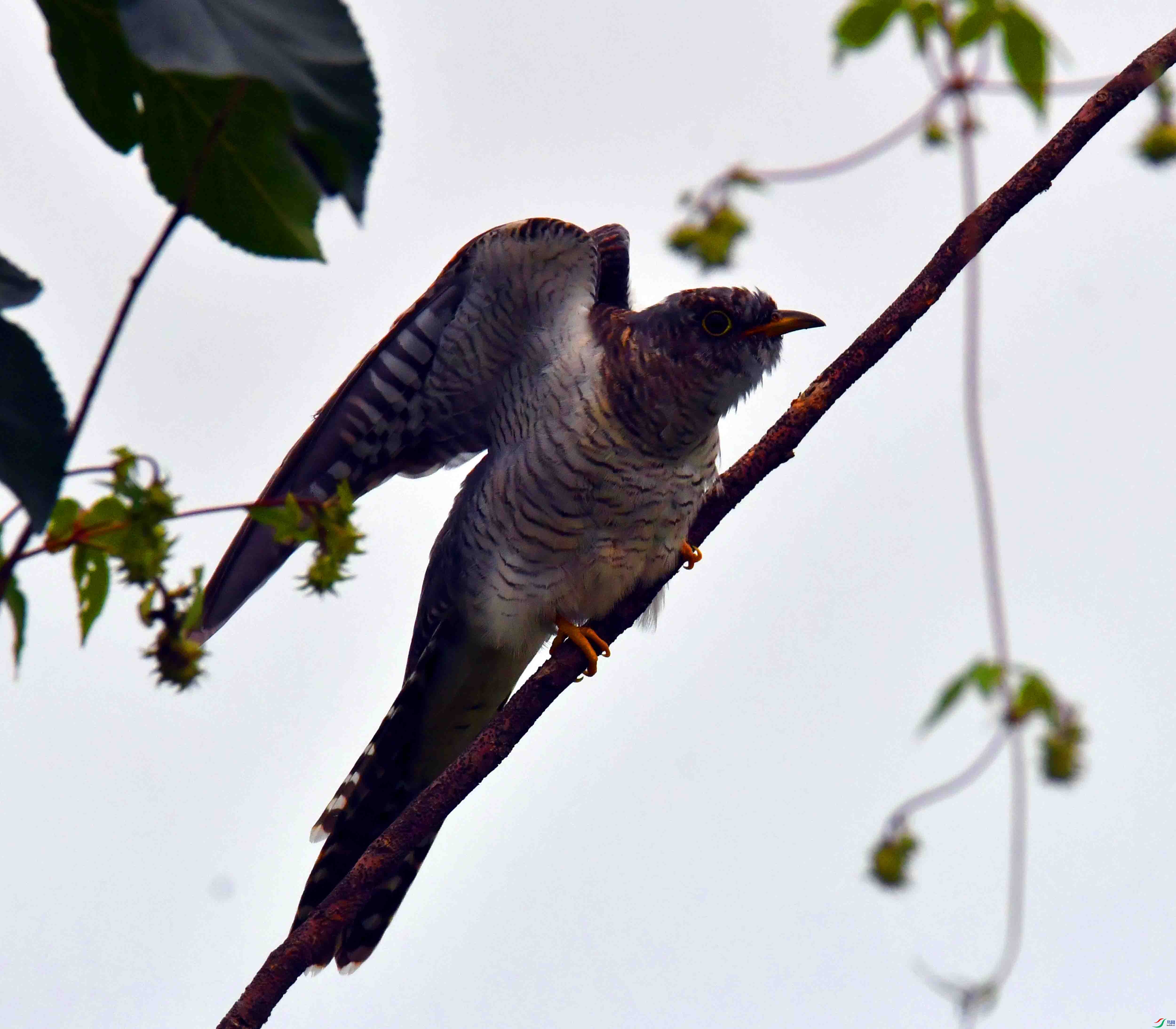DSC_1898.JPG