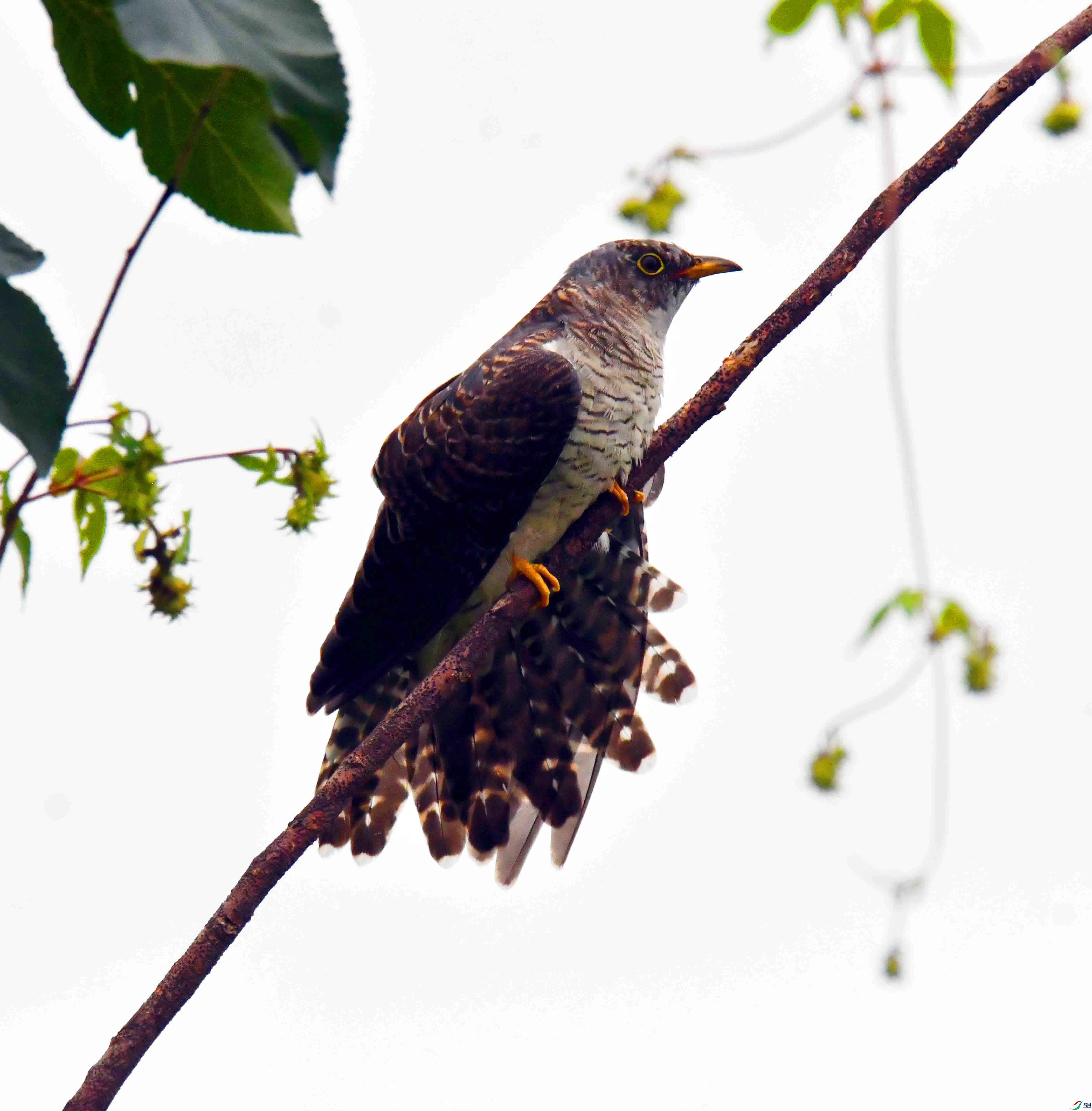 DSC_1921.JPG