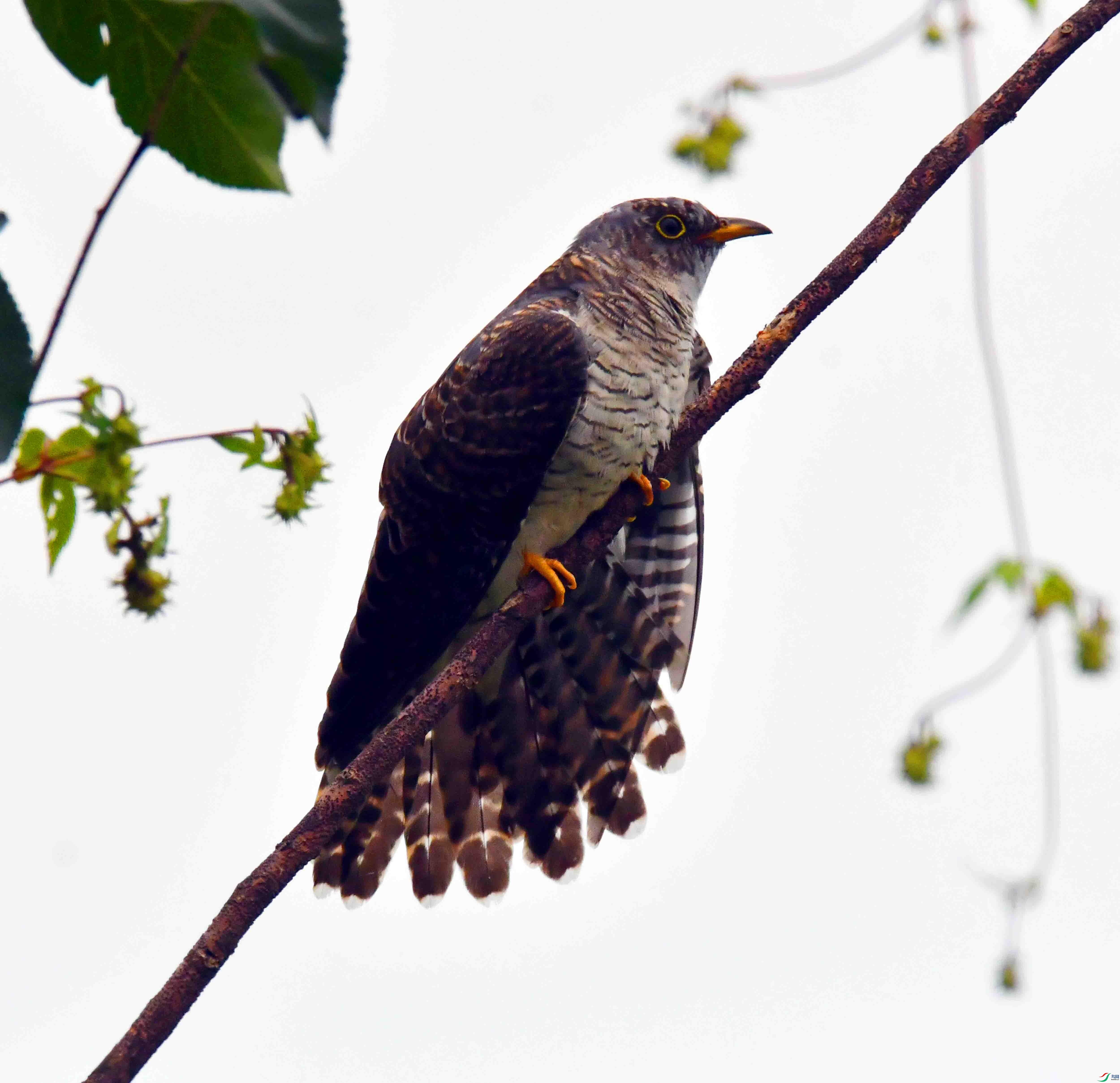 DSC_1924.JPG