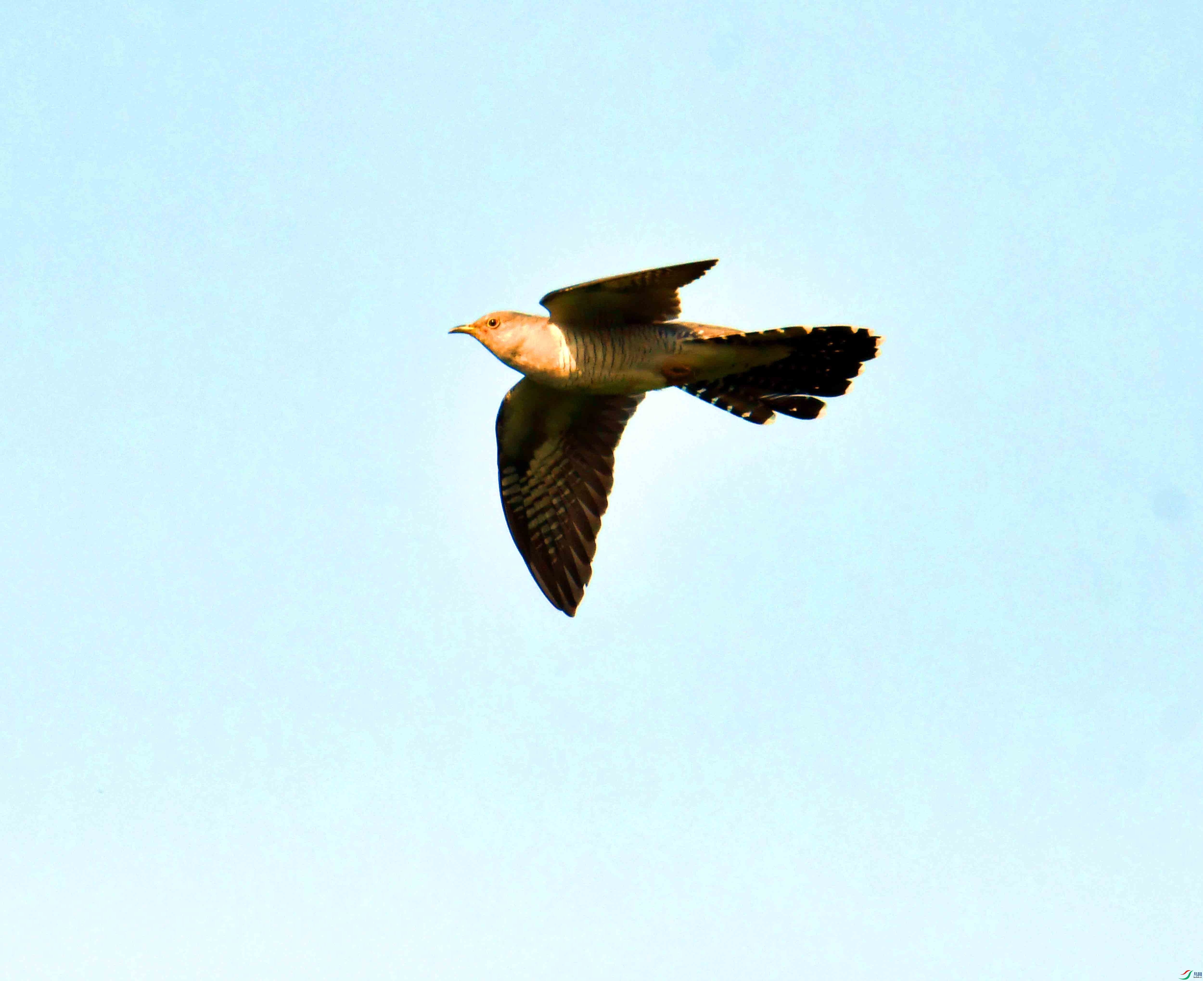 DSC_9554.JPG