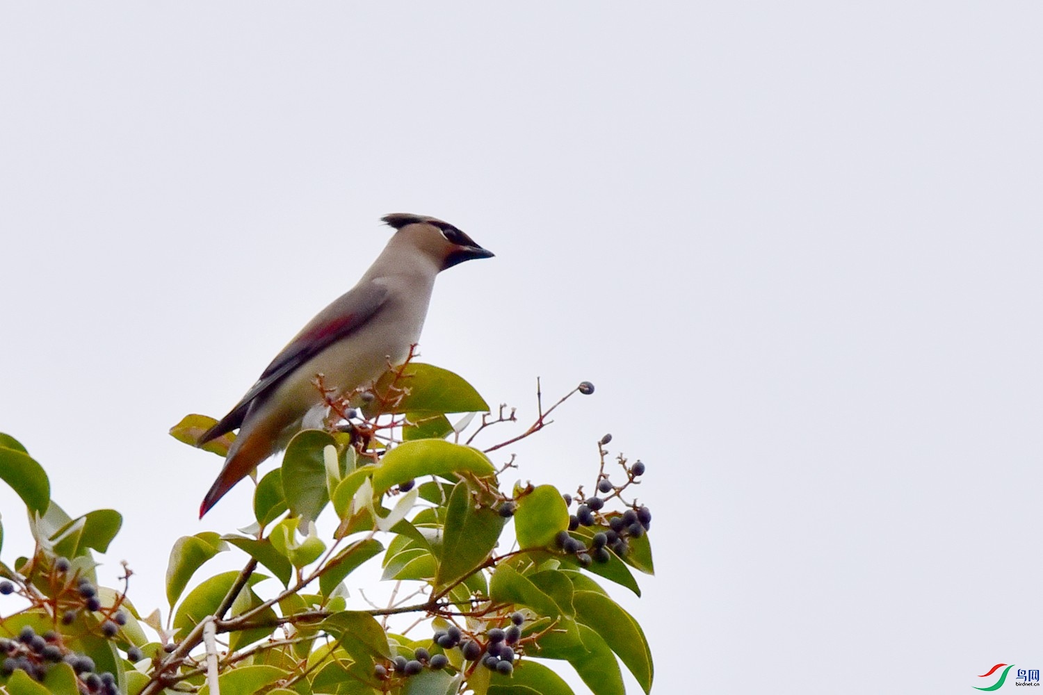 DSC_7305.JPG