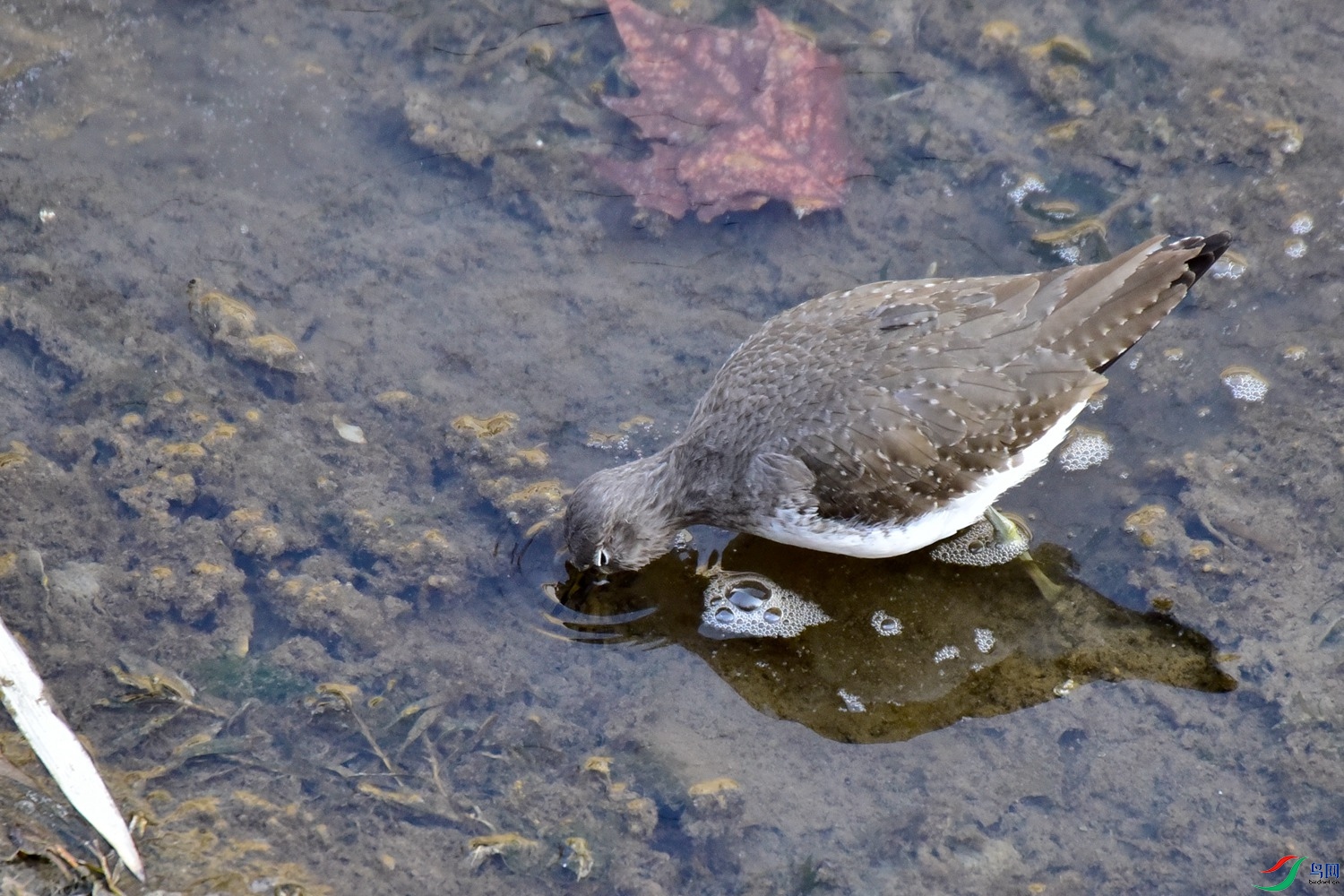 DSC_4414.JPG
