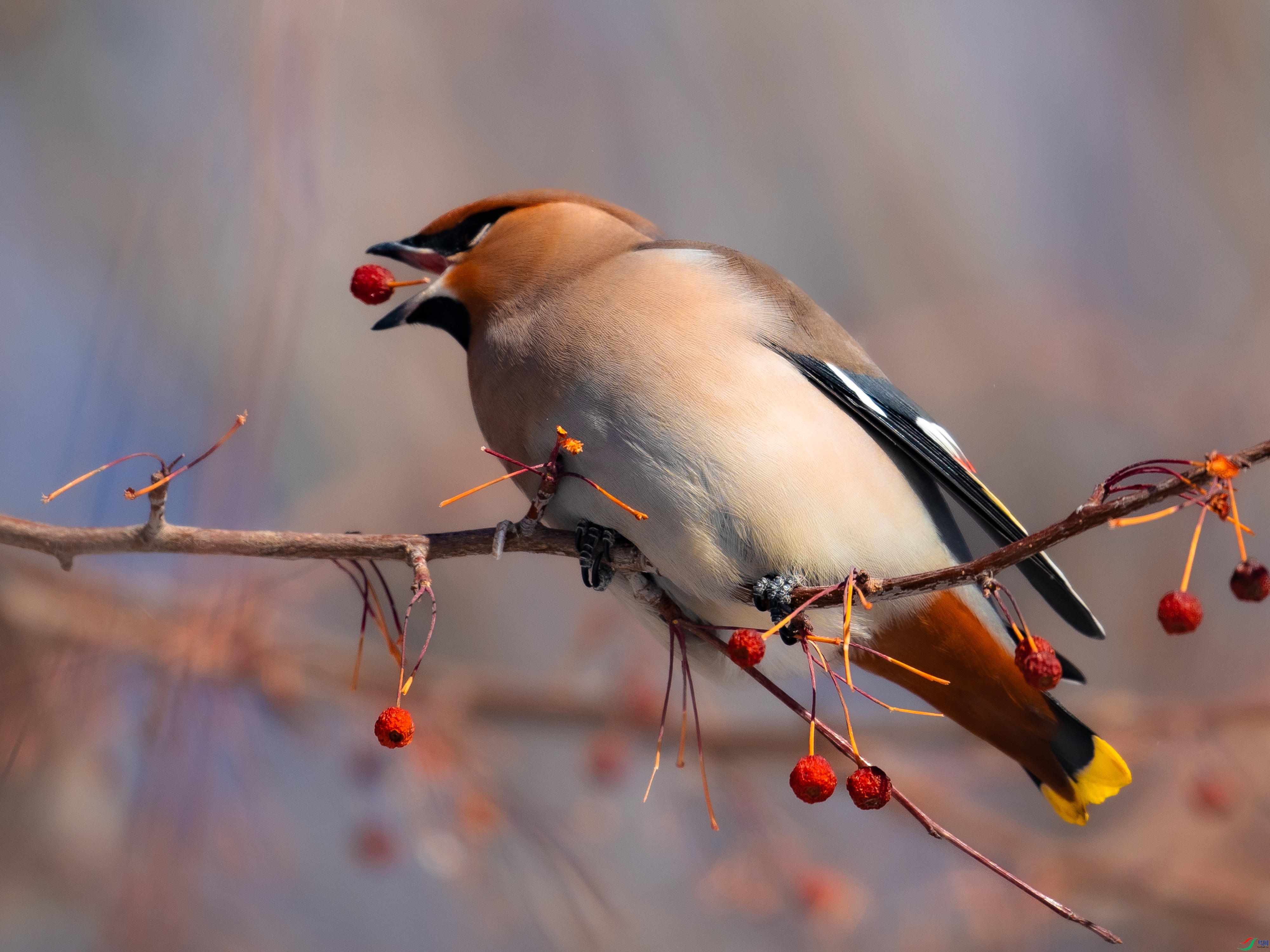 8007��ש����