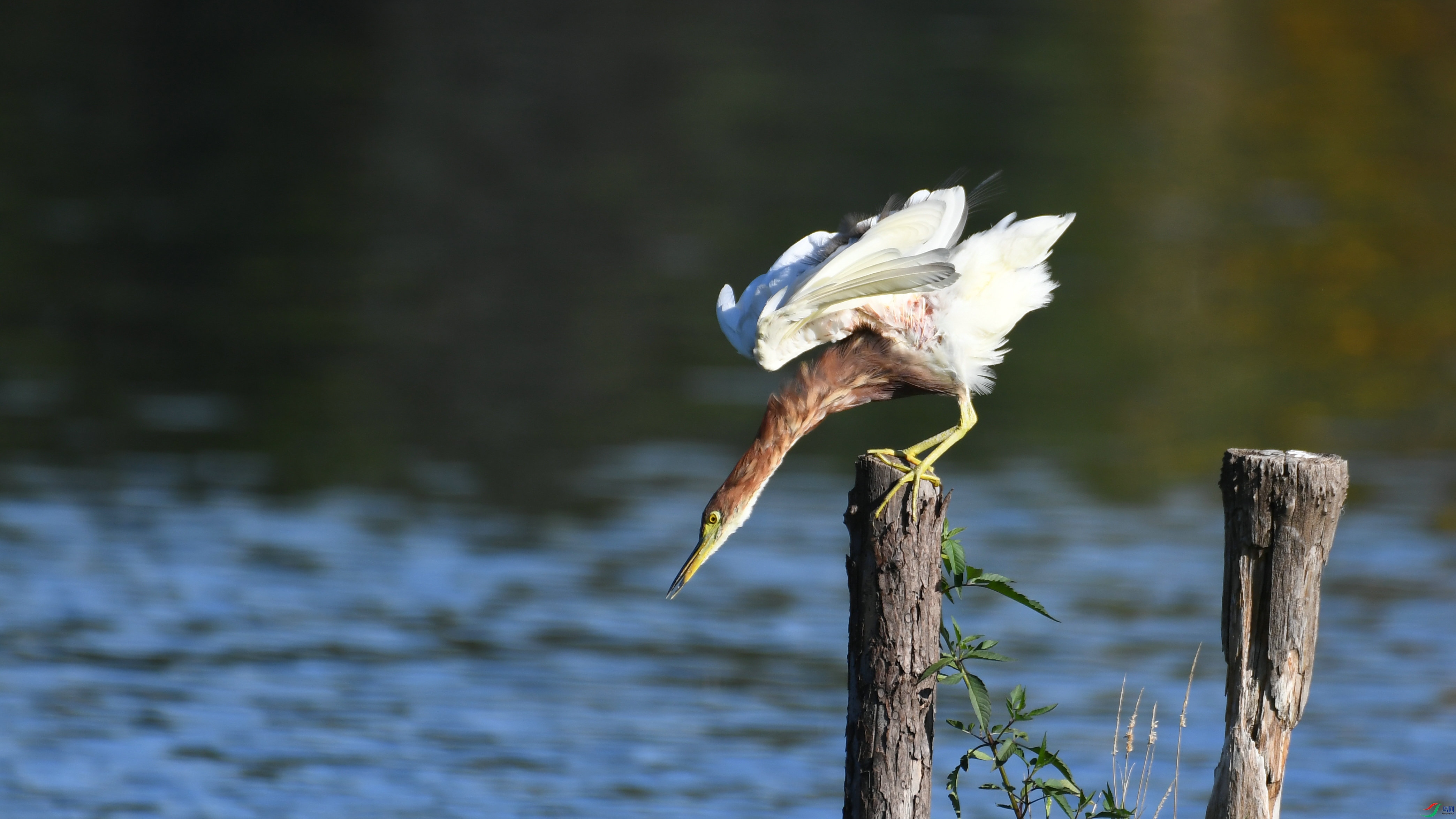 DSC_3228.JPG