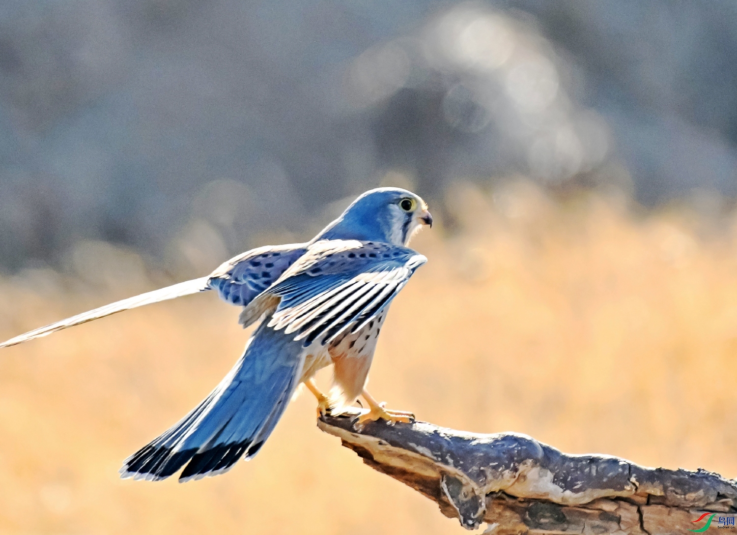 DSC_3402---_conew1.jpg