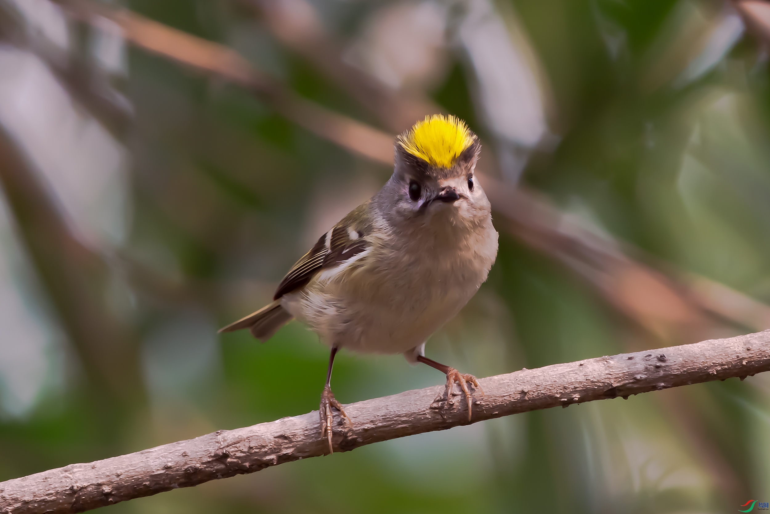 DSC_7996a.jpg