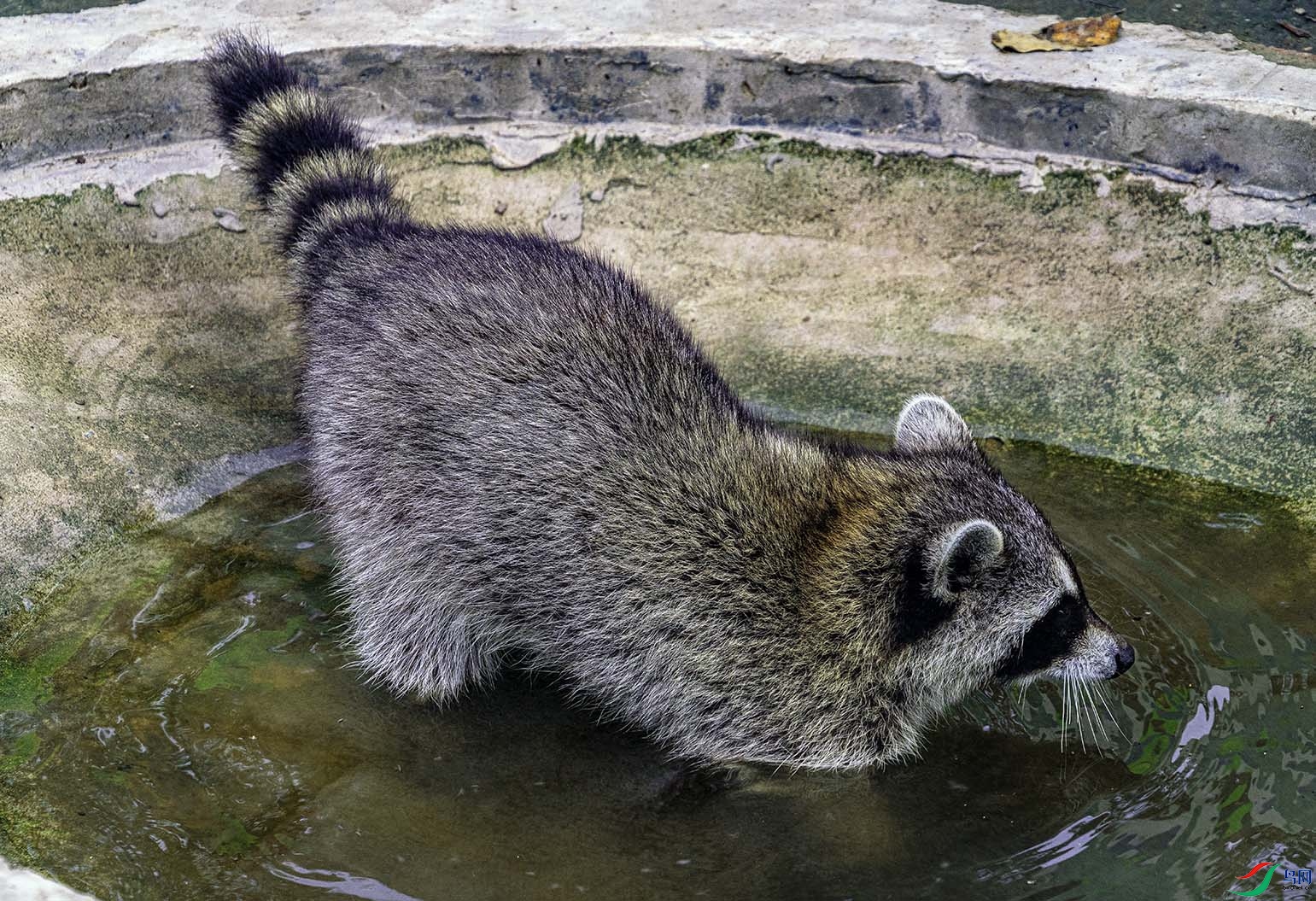 DSC07616 ����.jpg